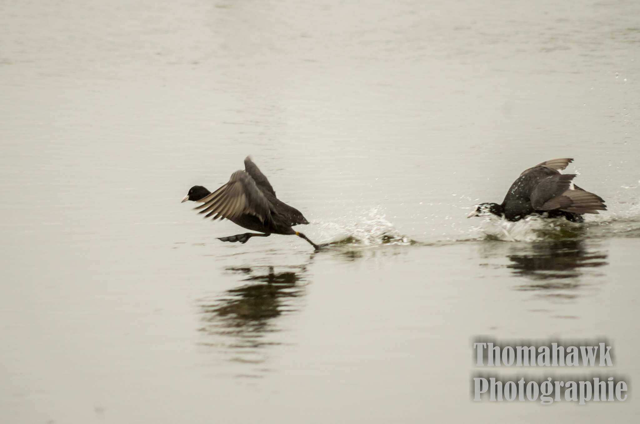 Pentax smc DA 55-300mm F4.0-5.8 ED sample photo. Birds photography