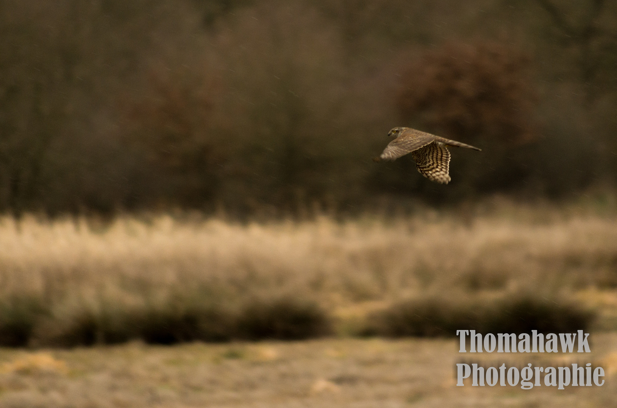 Pentax smc DA 55-300mm F4.0-5.8 ED sample photo. Birds photography