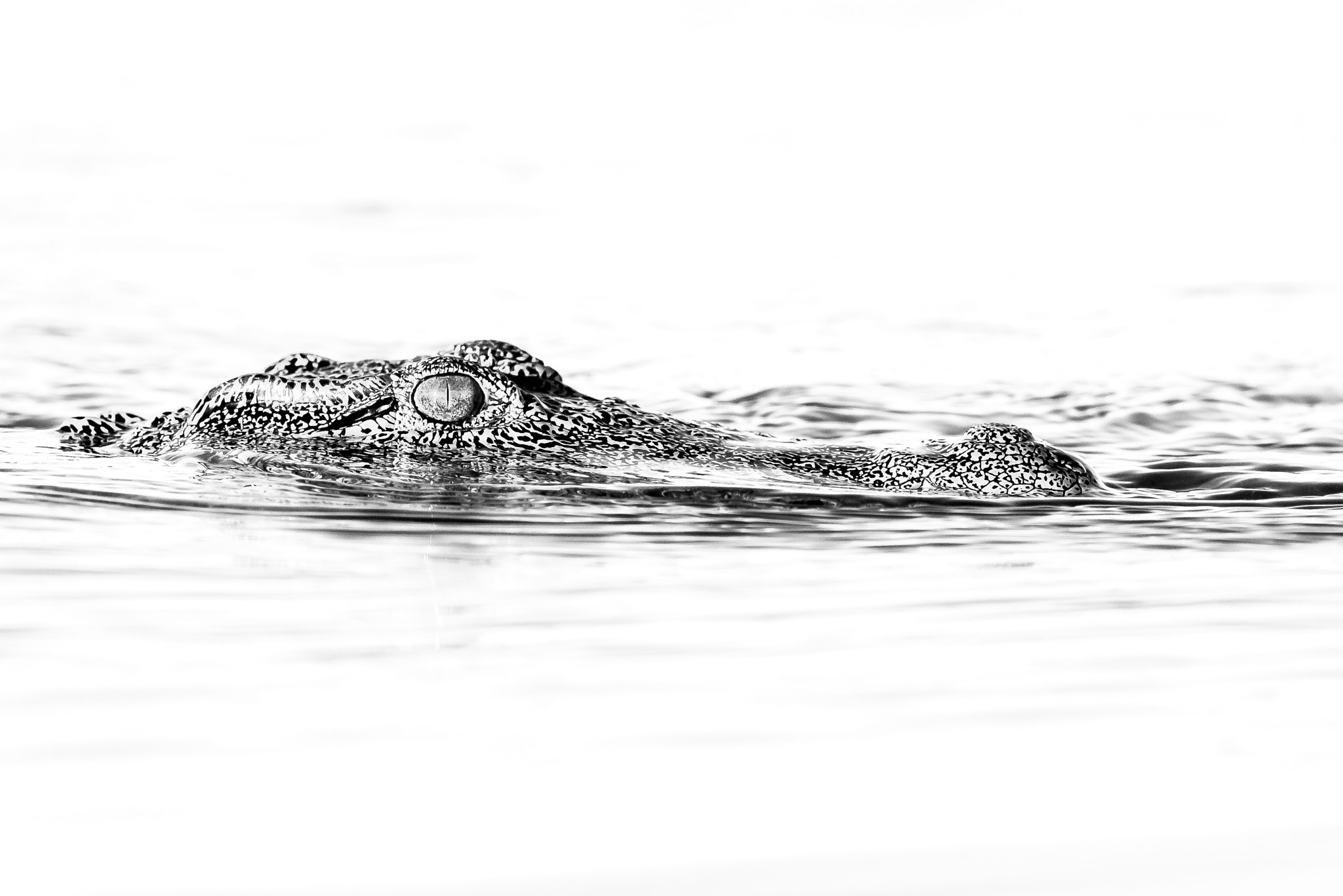 Nikon AF-S Nikkor 500mm F4D ED-IF II sample photo. Nile crocodile portrait b/w photography