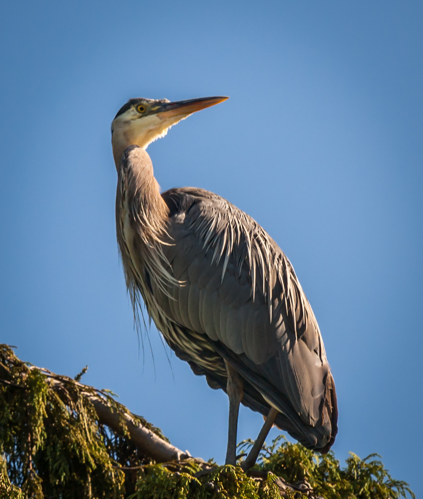 Nikon D50 sample photo. Great blue heron - 2 photography