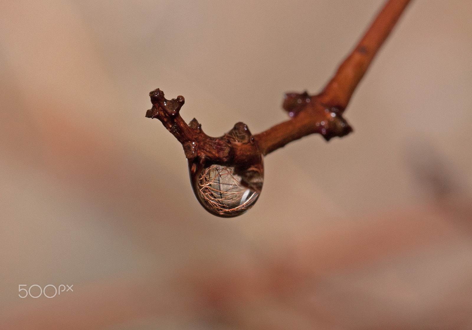 Sigma 105mm F2.8 EX DG OS HSM sample photo. Raindrop reflection photography