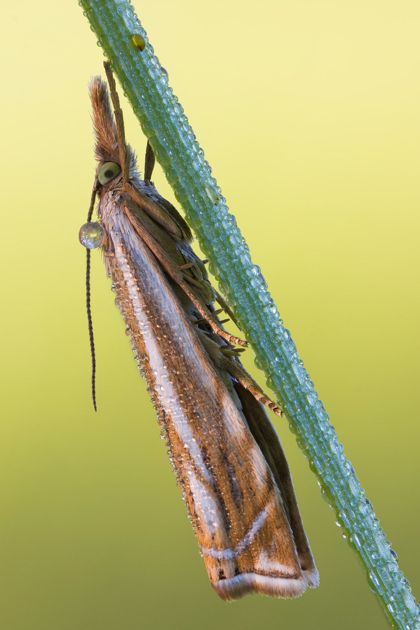 65mm F2.8 sample photo. Hook-streaked grass-veneer photography