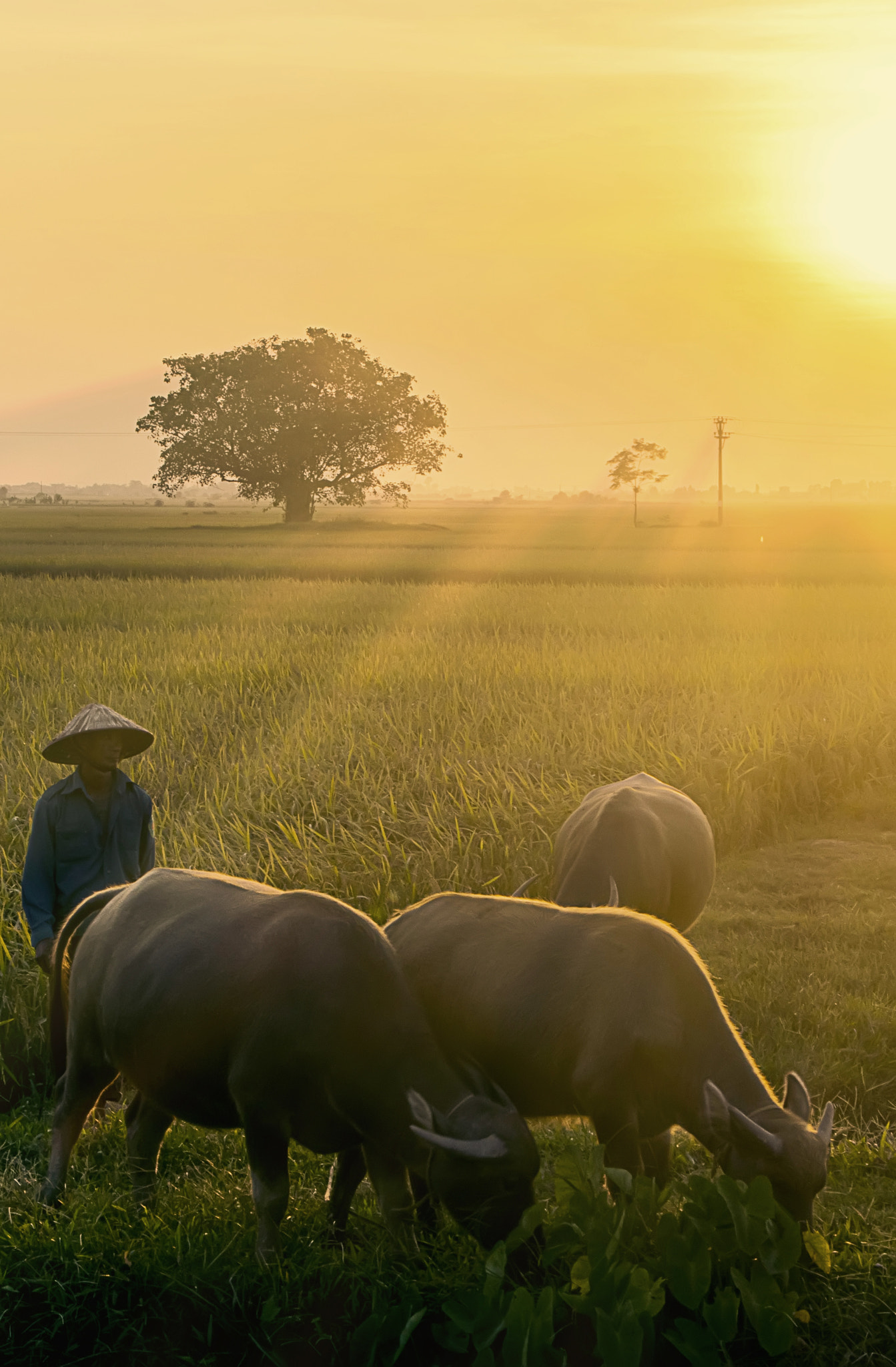 Sigma 18-250mm F3.5-6.3 DC OS HSM sample photo. Afternoon country photography