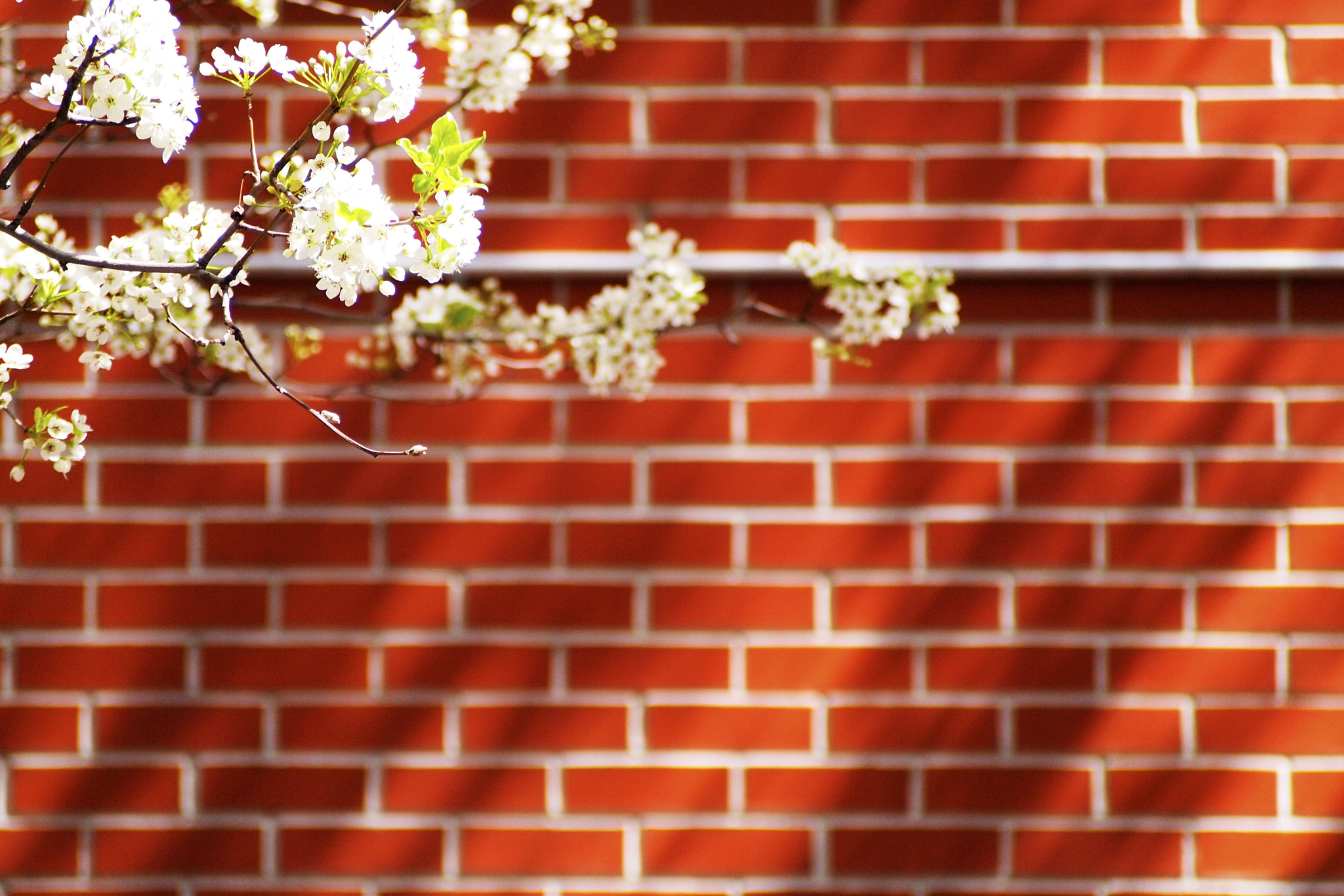 Olympus PEN E-P2 sample photo. Olympus digital camera photography