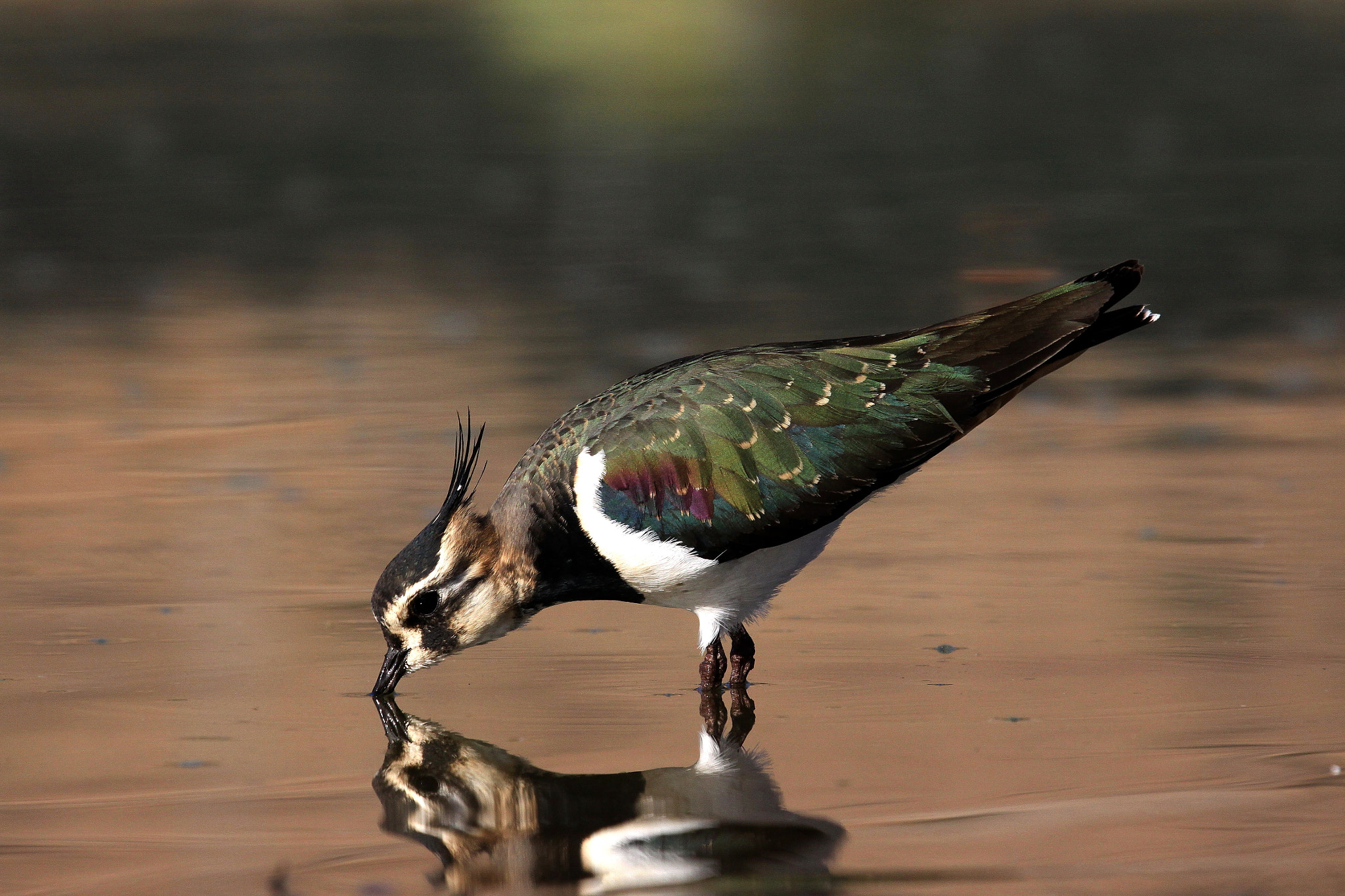 Canon EOS 50D + Sigma 50-500mm f/4-6.3 APO HSM EX sample photo. Lapwing (northern) drinking photography