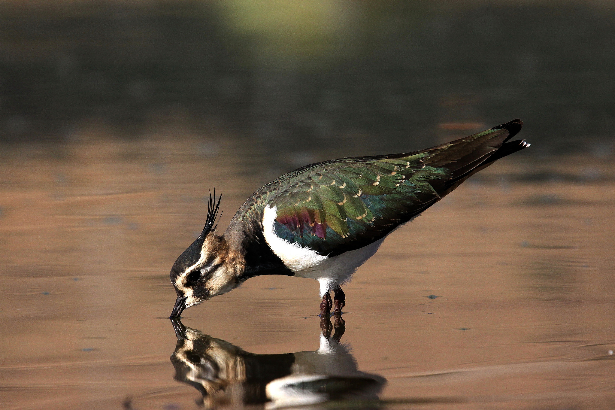 Sigma 50-500mm f/4-6.3 APO HSM EX sample photo. Lapwing (northern) drinking photography