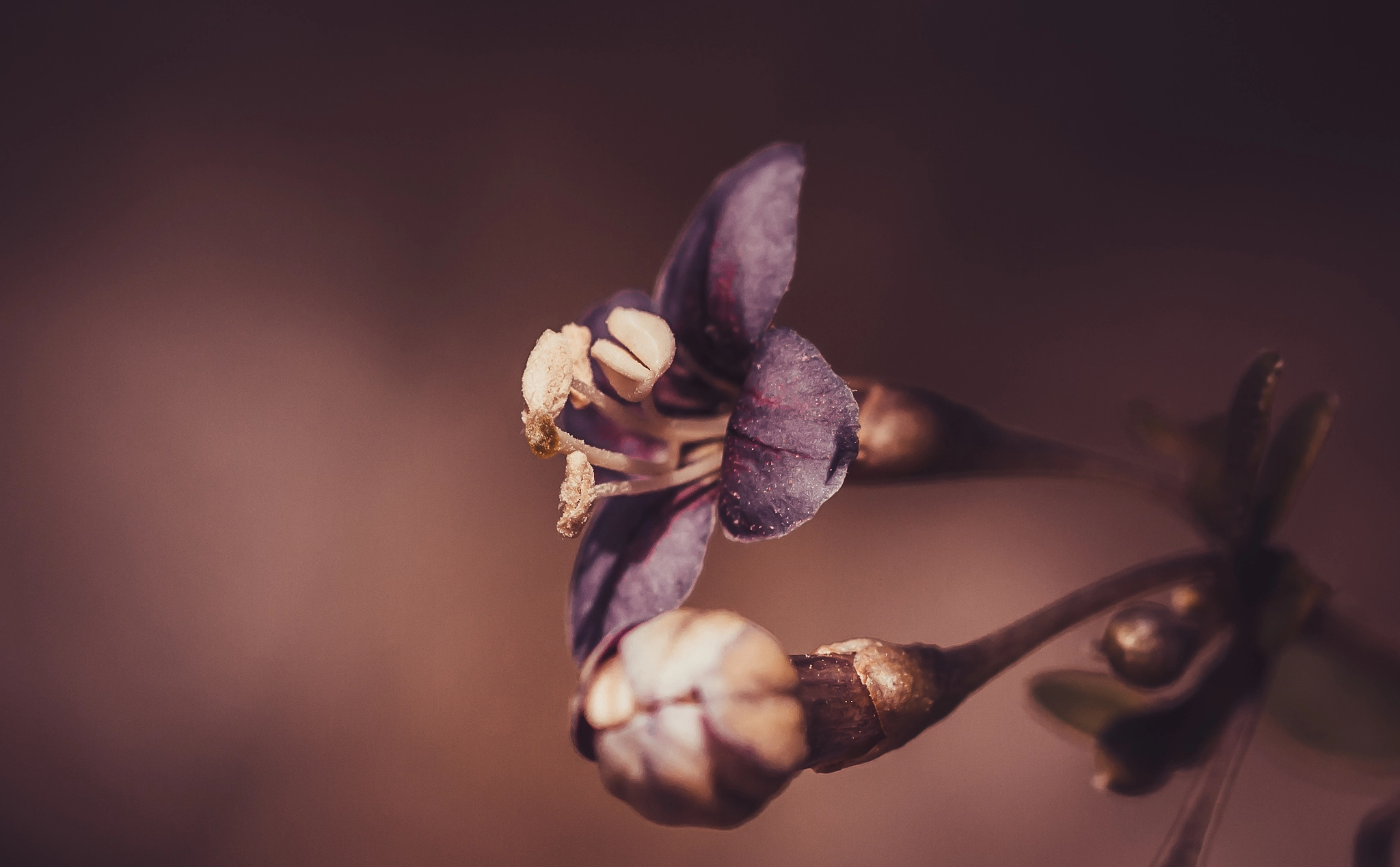 Canon EOS 650D (EOS Rebel T4i / EOS Kiss X6i) sample photo. Vintage flowers! photography