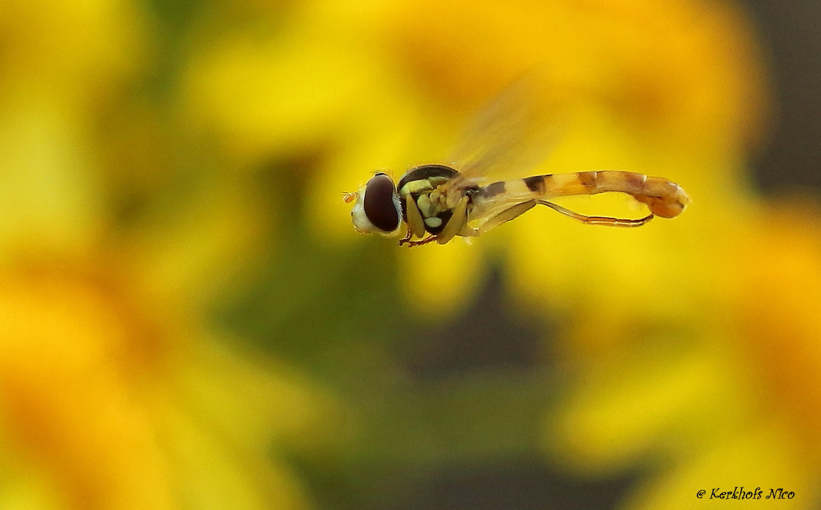 Canon EOS 700D (EOS Rebel T5i / EOS Kiss X7i) + Canon EF 100mm F2.8 Macro USM sample photo. Zweefvliegje / hover fly photography
