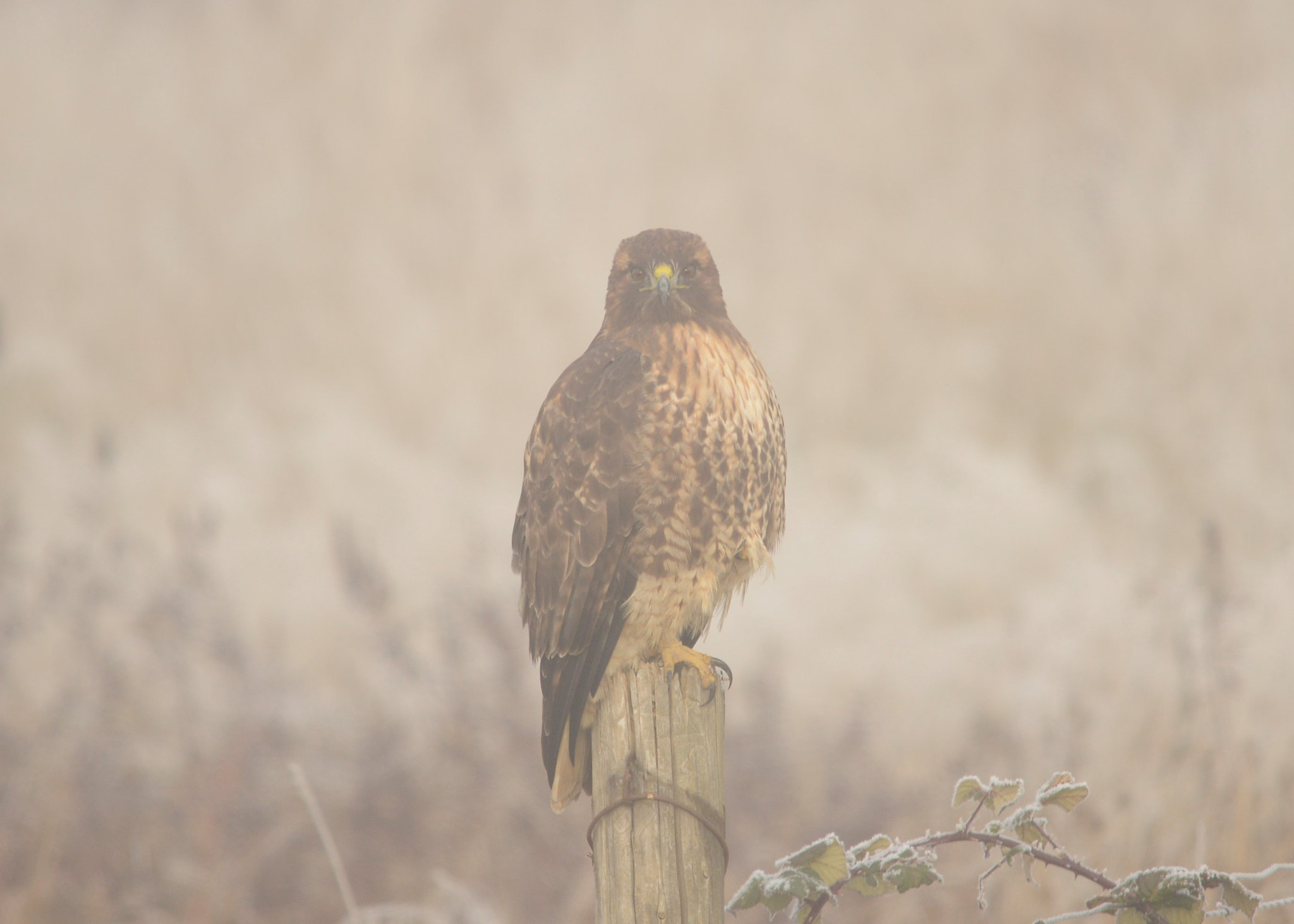 Sigma 120-400mm F4.5-5.6 DG OS HSM sample photo. () photography