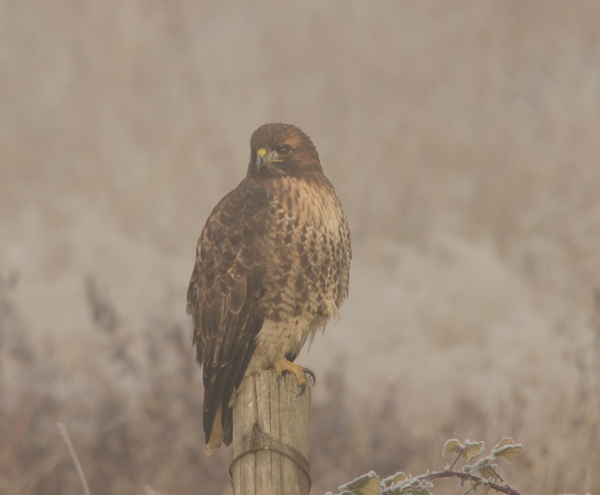 Sigma 120-400mm F4.5-5.6 DG OS HSM sample photo. () photography