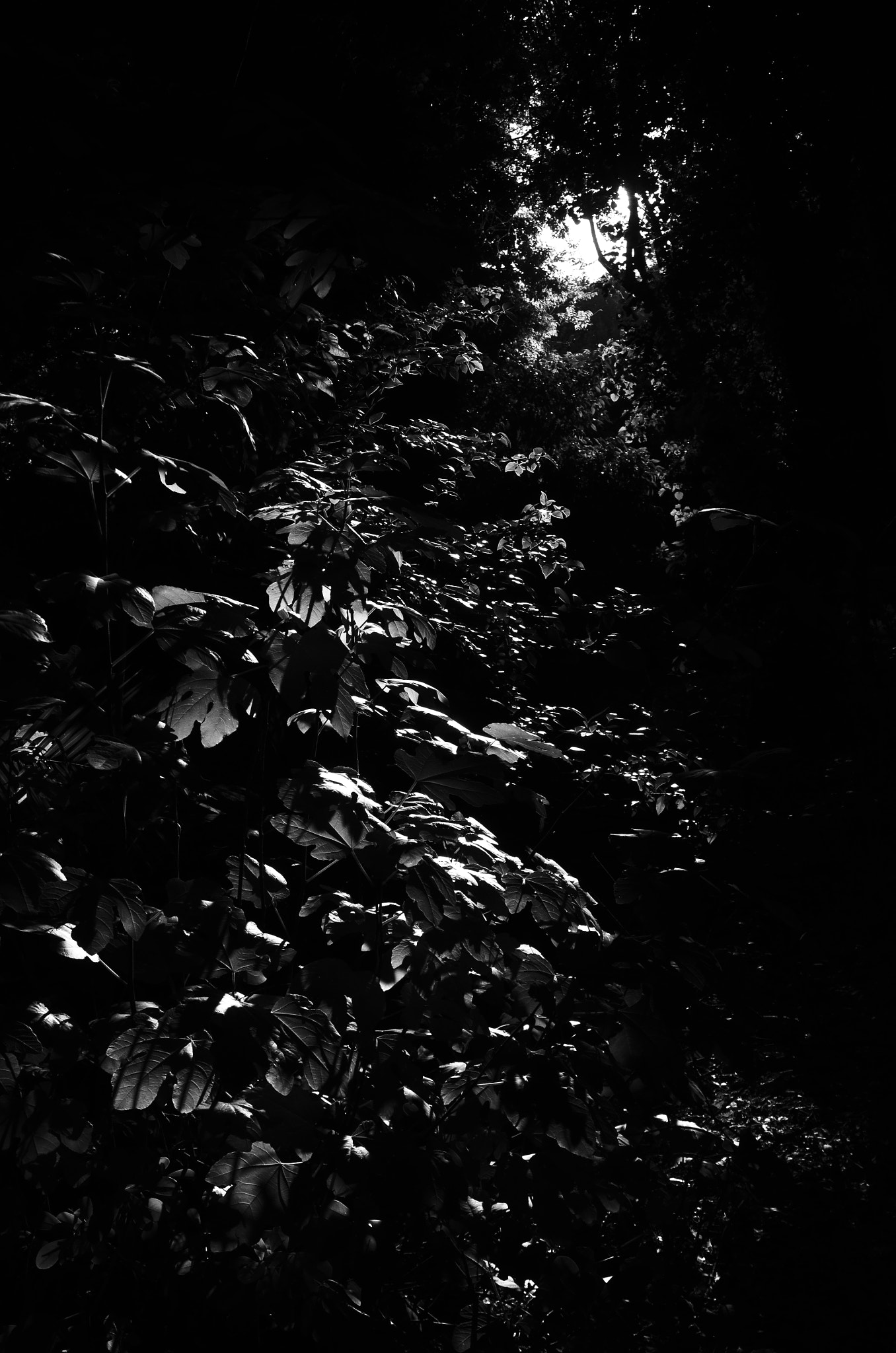 AF Zoom-Nikkor 24-120mm f/3.5-5.6D IF sample photo. Embrace the light photography