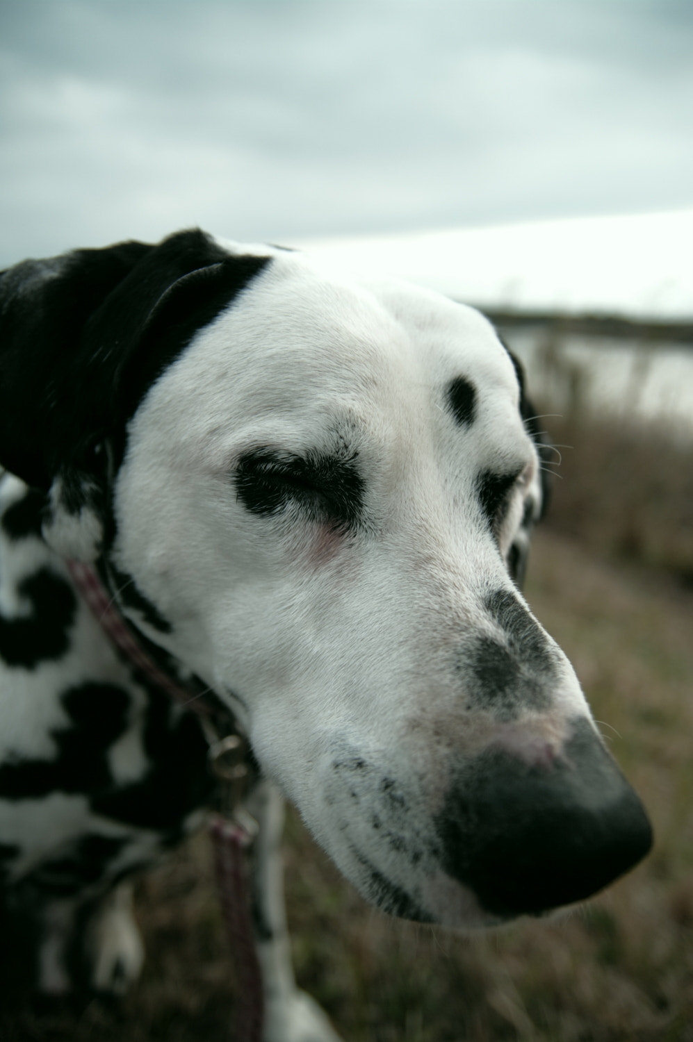 Pentax K20D sample photo. Dalmatian photography