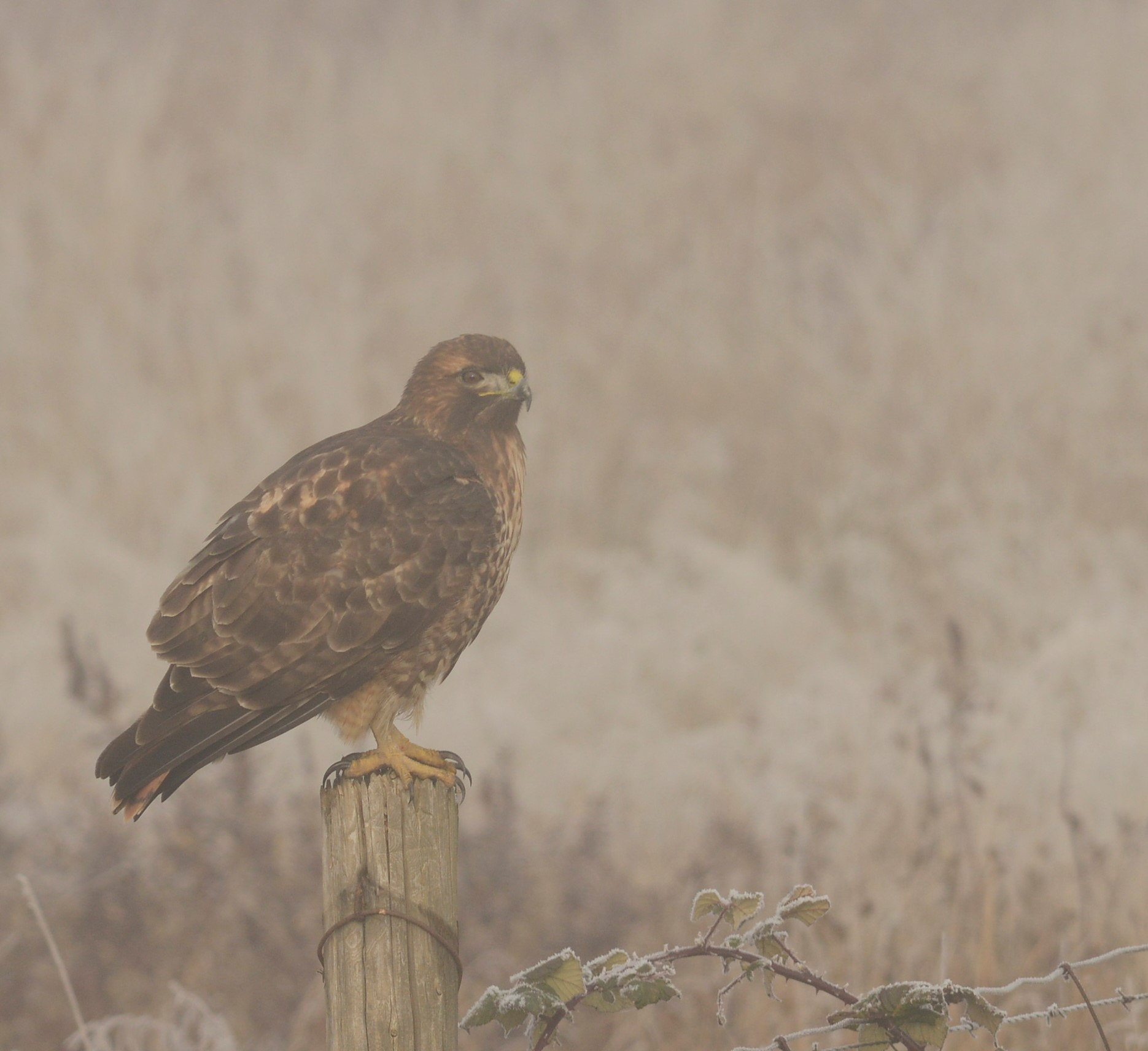 Sigma 120-400mm F4.5-5.6 DG OS HSM sample photo. () photography
