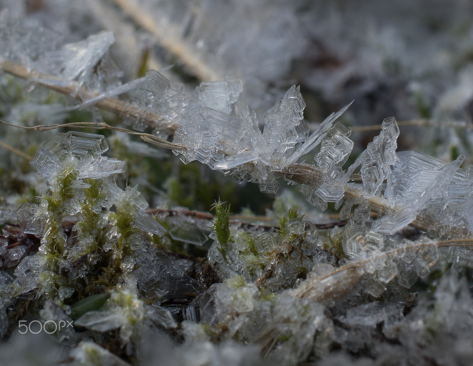 Pentax smc DA 35mm F2.8 Macro Limited sample photo. Frozen plants photography