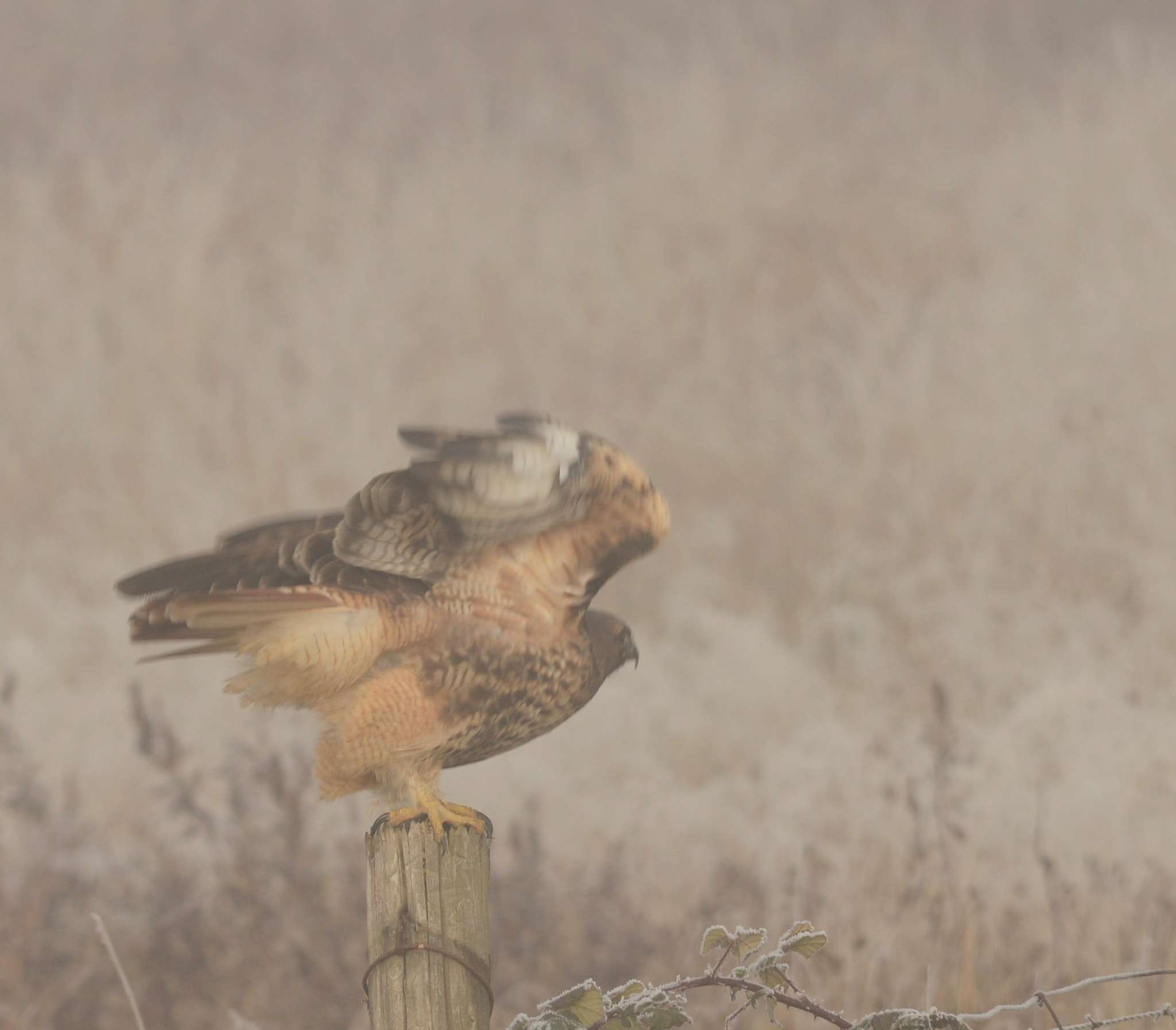 Sigma 120-400mm F4.5-5.6 DG OS HSM sample photo. () photography