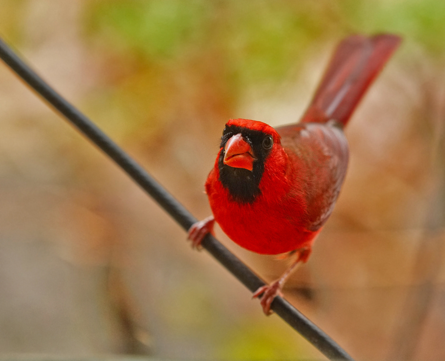 70-200mm F2.8 G SSM OSS II sample photo. Po'd cardinal photography