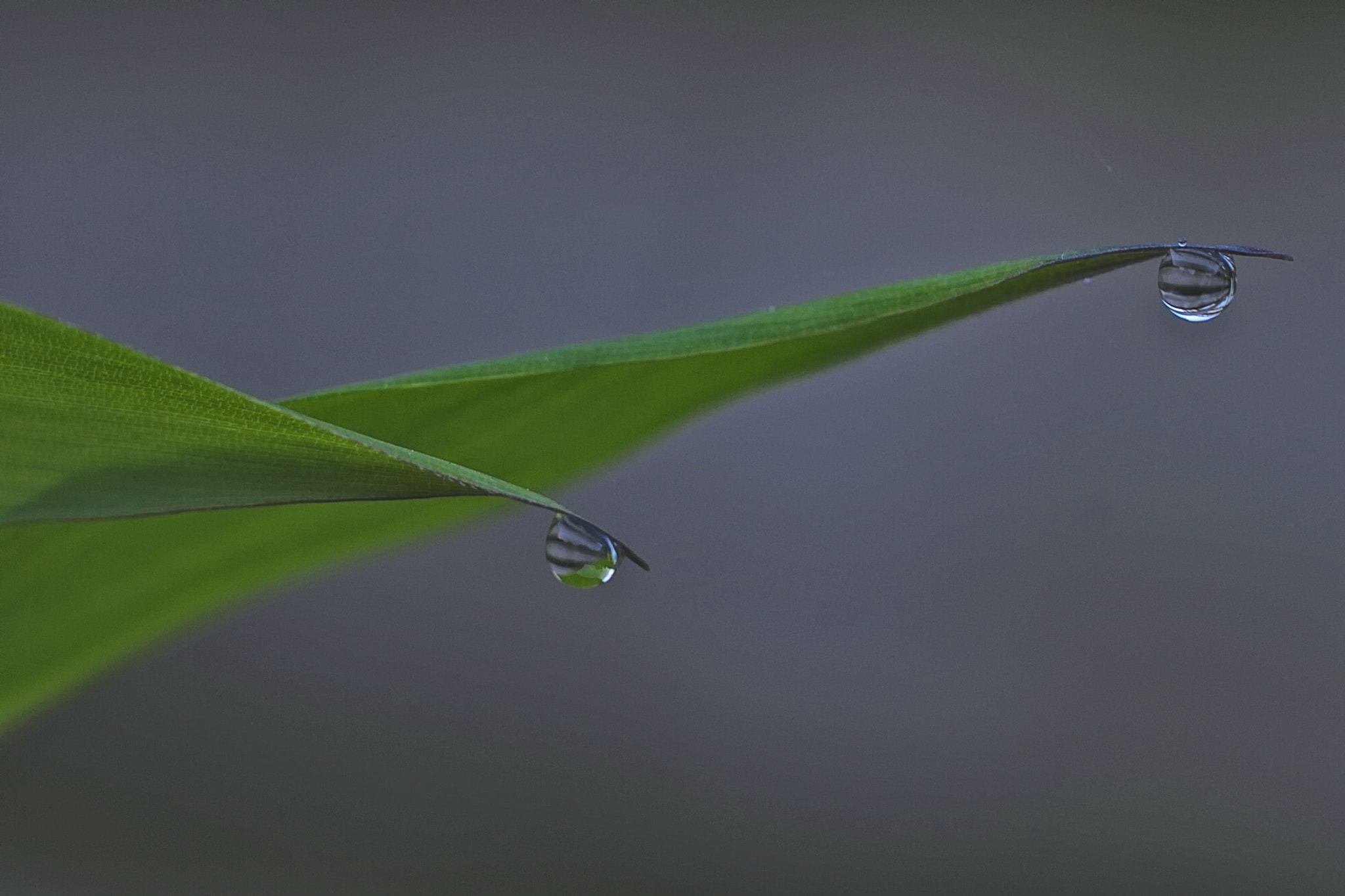 Nikon D3 + AF Nikkor 50mm f/1.8 sample photo. Waterdrops photography