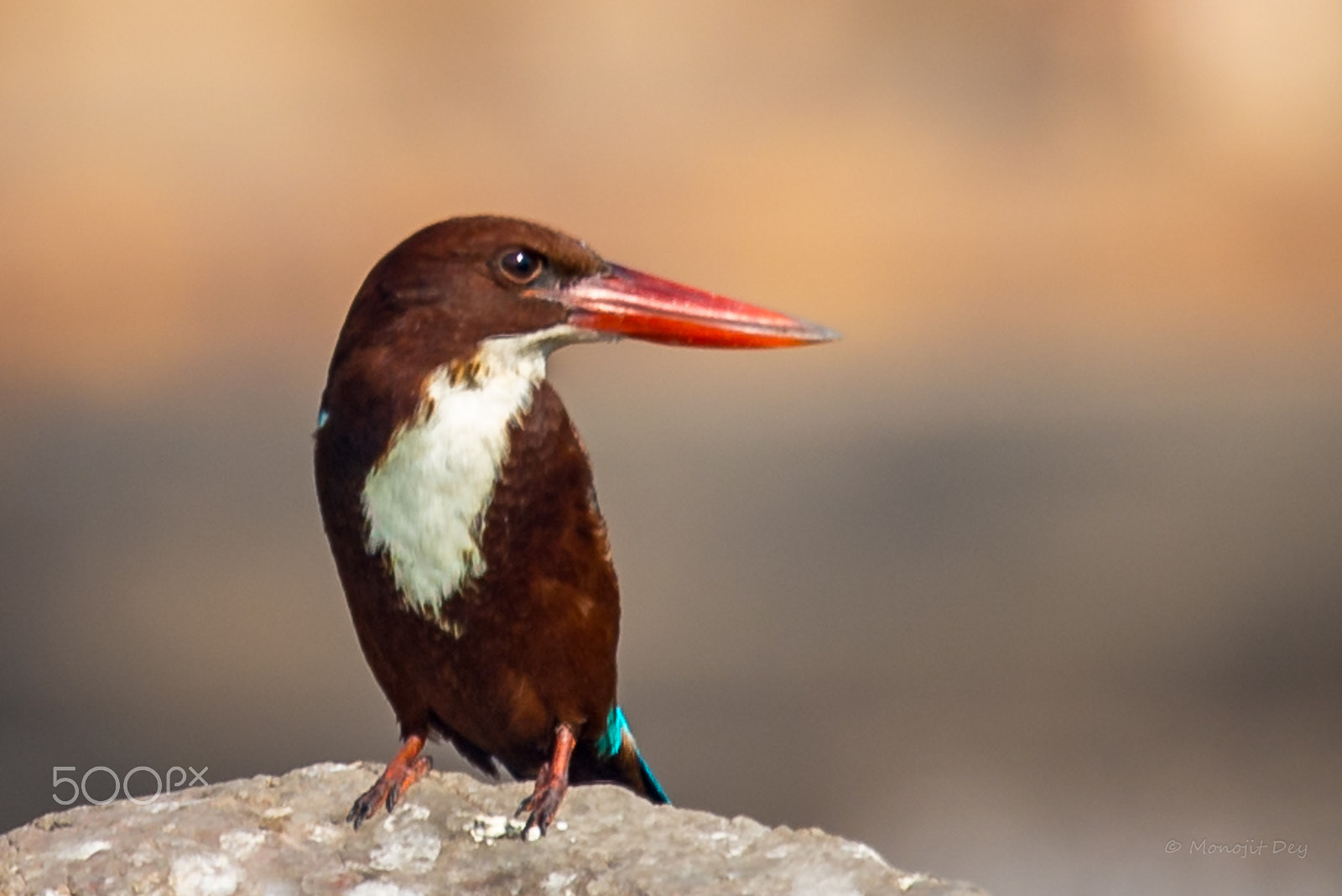 Nikon Nikkor AF-S 300mm F4E PF ED VR sample photo. White throated kingfisher photography