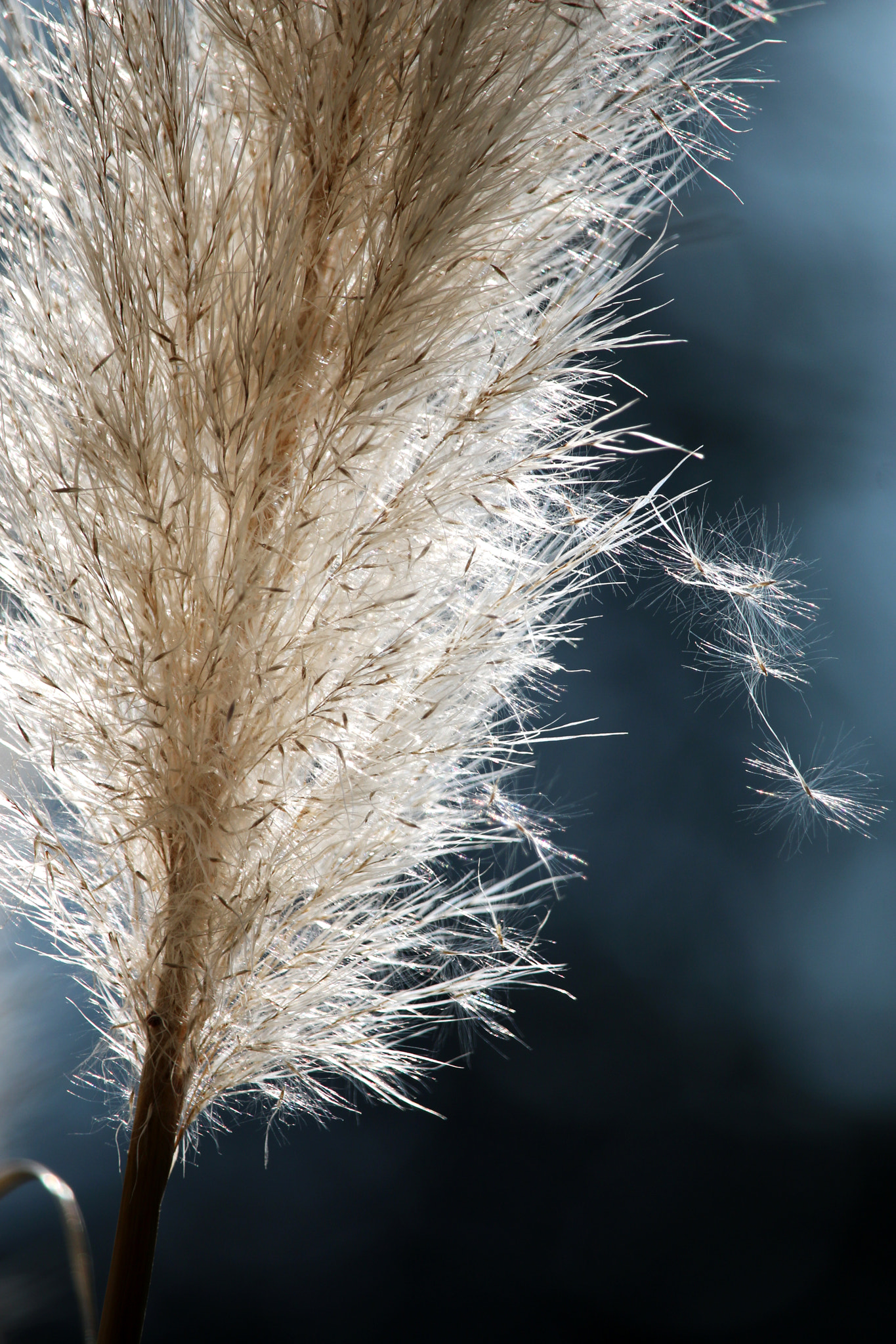 Canon EF-S 55-250mm F4-5.6 IS STM sample photo. Detail photography