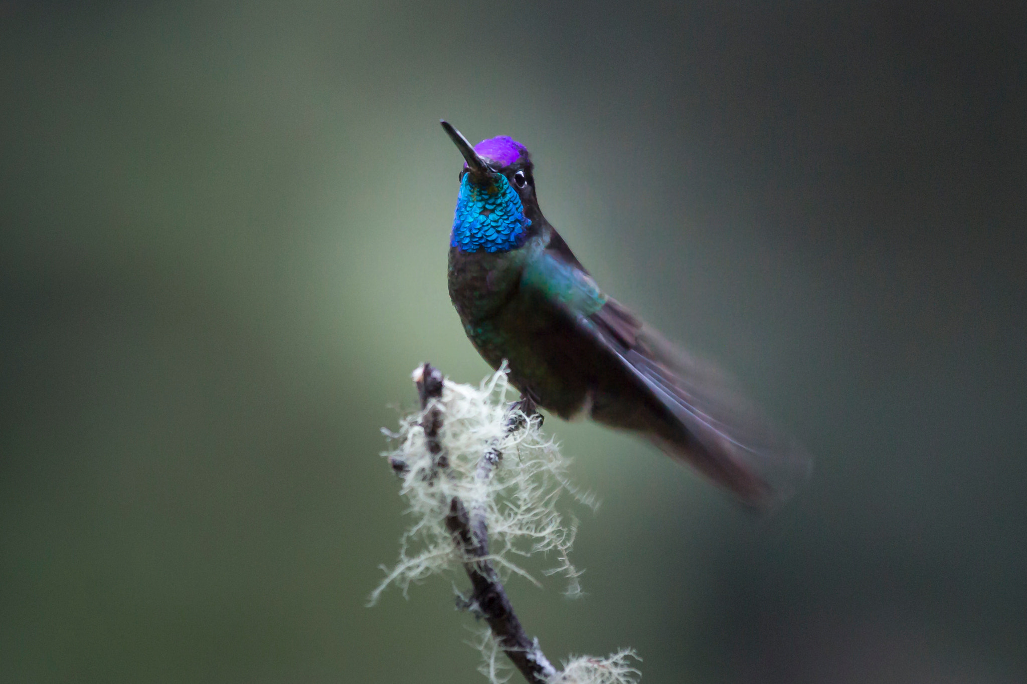Sigma 70-200mm F2.8 EX DG OS HSM sample photo. Colibri de rivoli photography