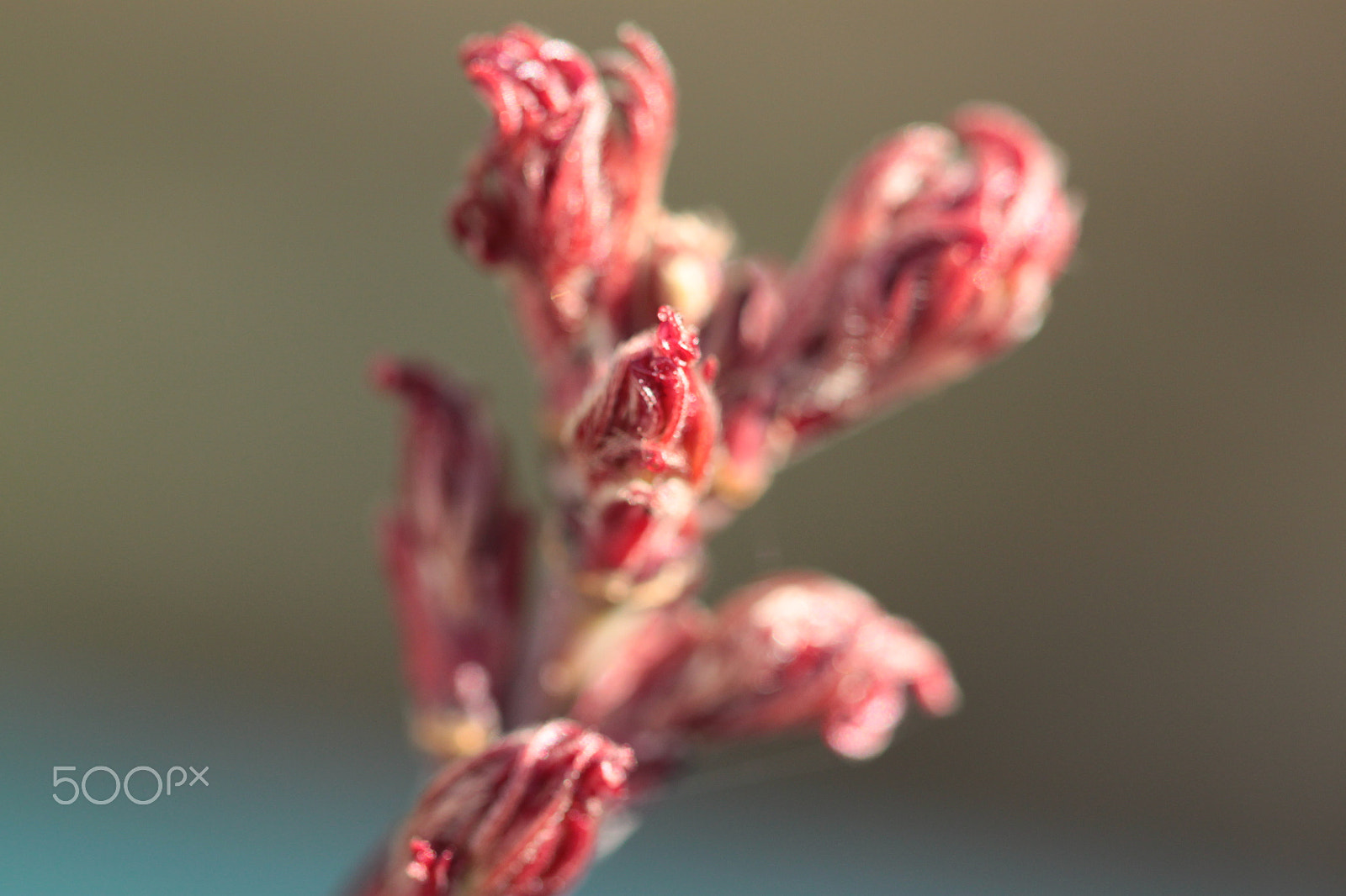 Canon EOS 500D (EOS Rebel T1i / EOS Kiss X3) sample photo. Acer palmatum in bud photography