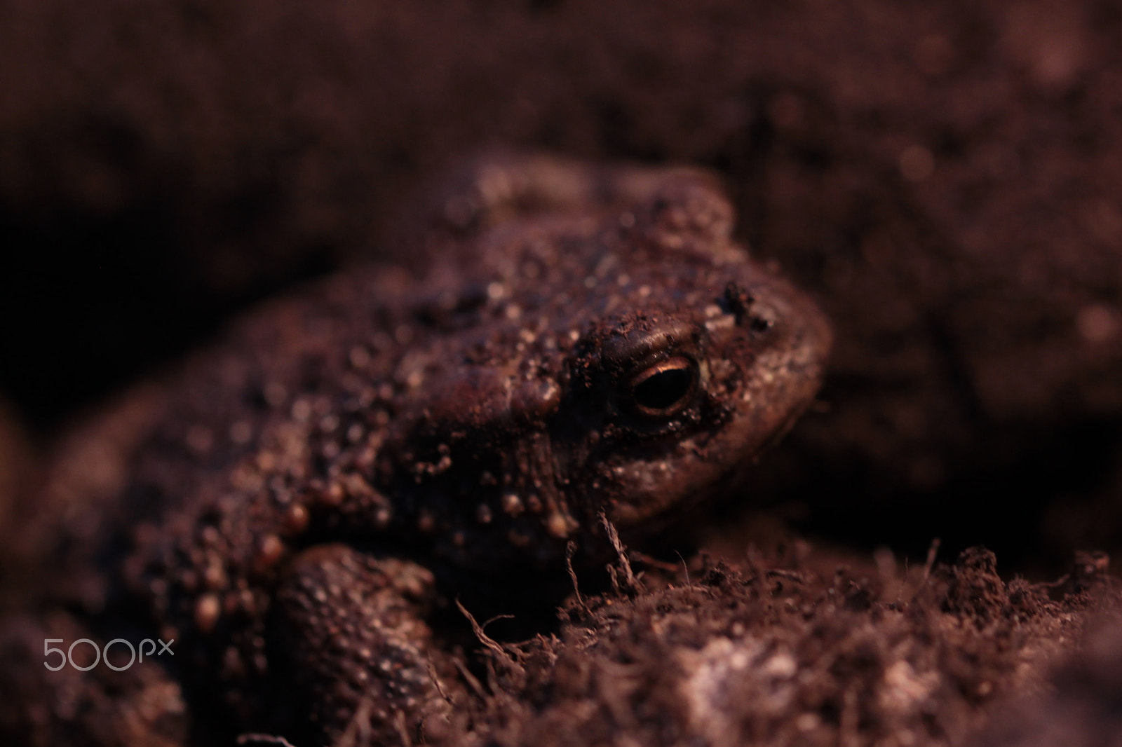 Canon EOS 500D (EOS Rebel T1i / EOS Kiss X3) sample photo. Frog macro photography