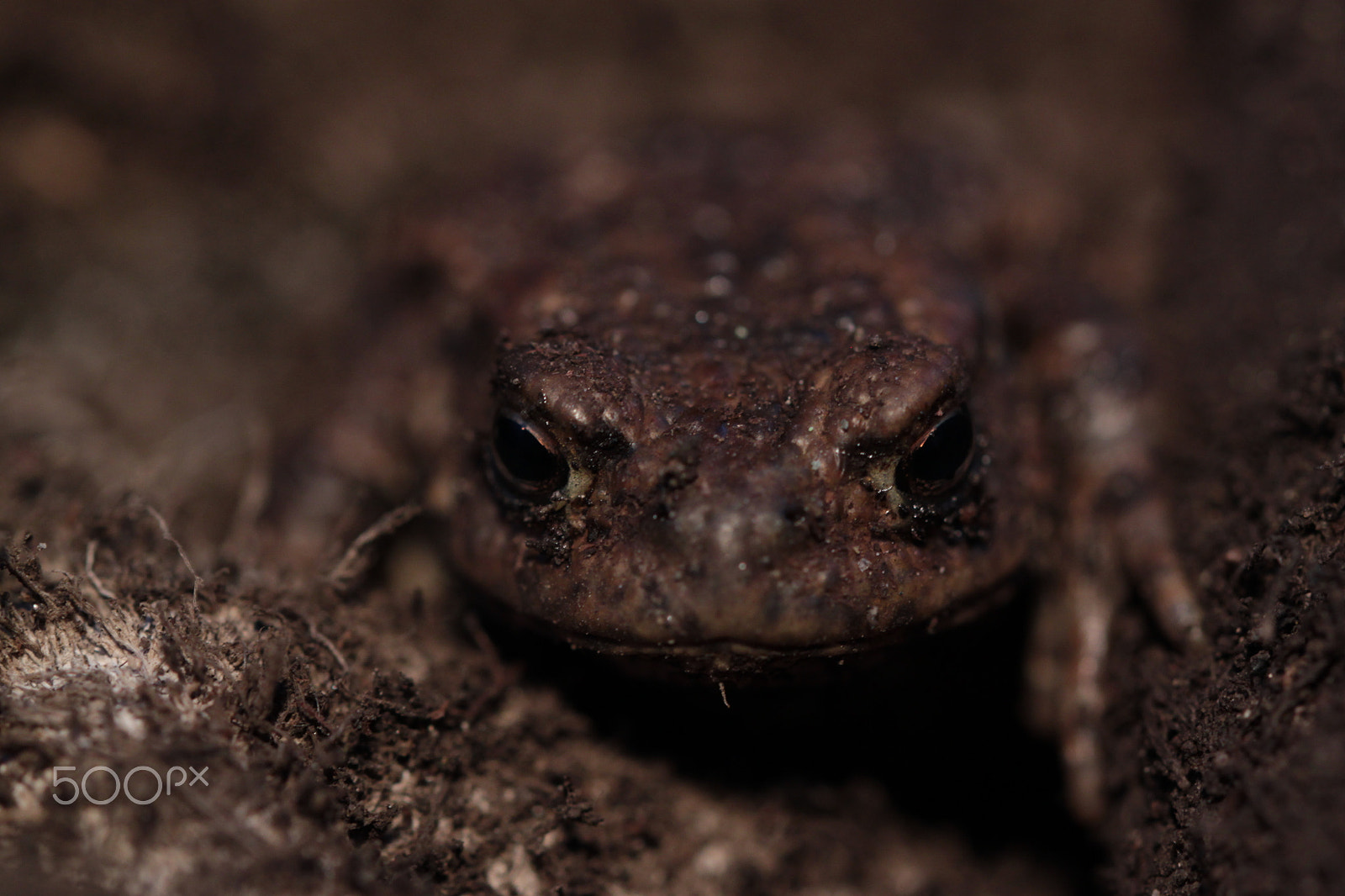 Canon EOS 500D (EOS Rebel T1i / EOS Kiss X3) sample photo. Frog macro photography