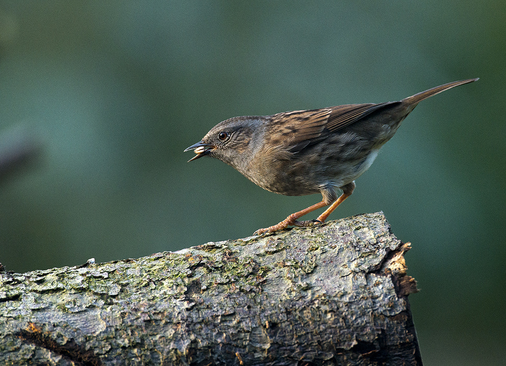 Nikon AF-S Nikkor 600mm F4D ED-IF II sample photo. Dunnock (prunella modularis) photography