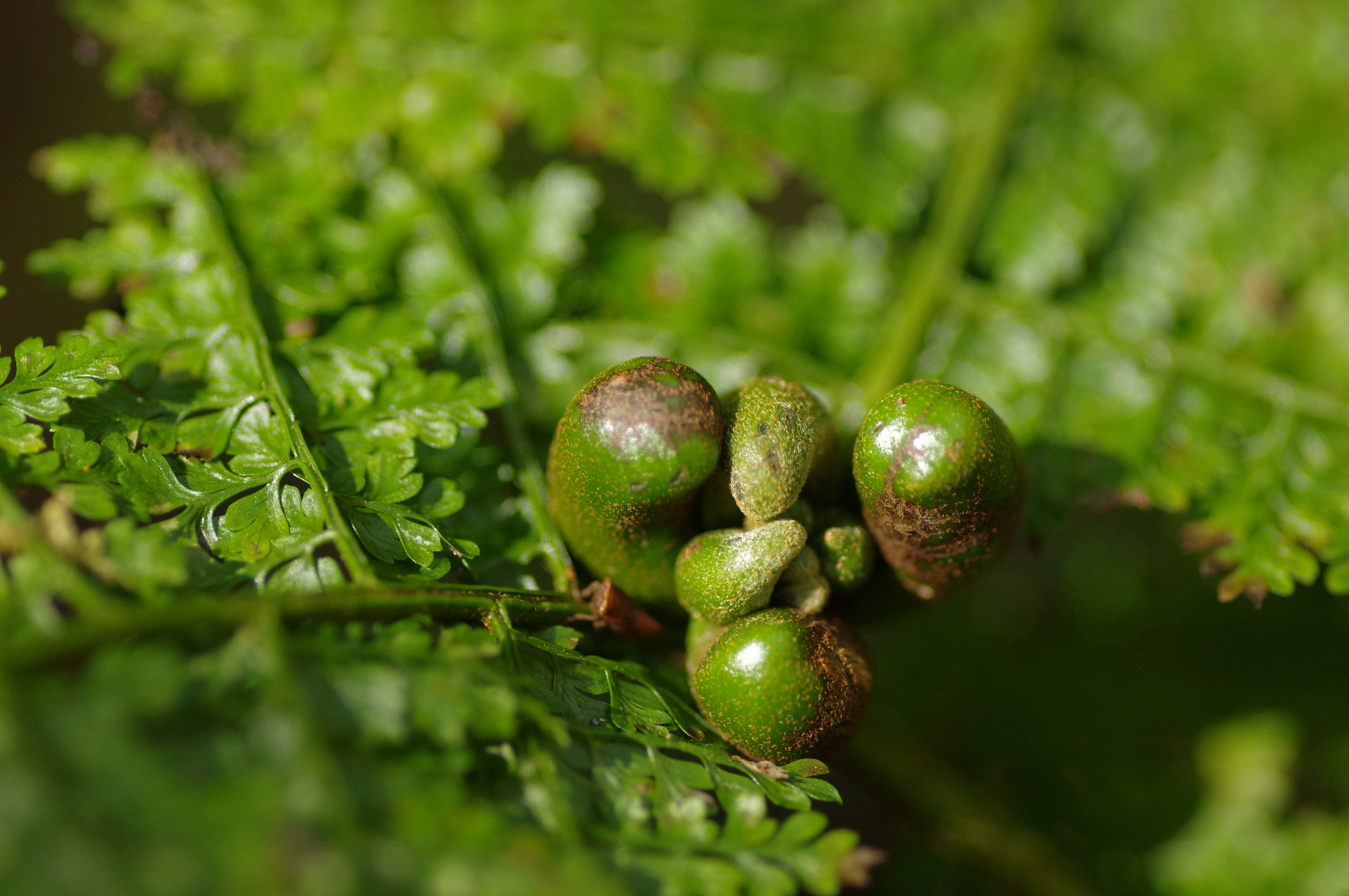 Pentax smc D-FA 100mm F2.8 Macro WR sample photo. 稀子蕨 monachosorum henryi photography