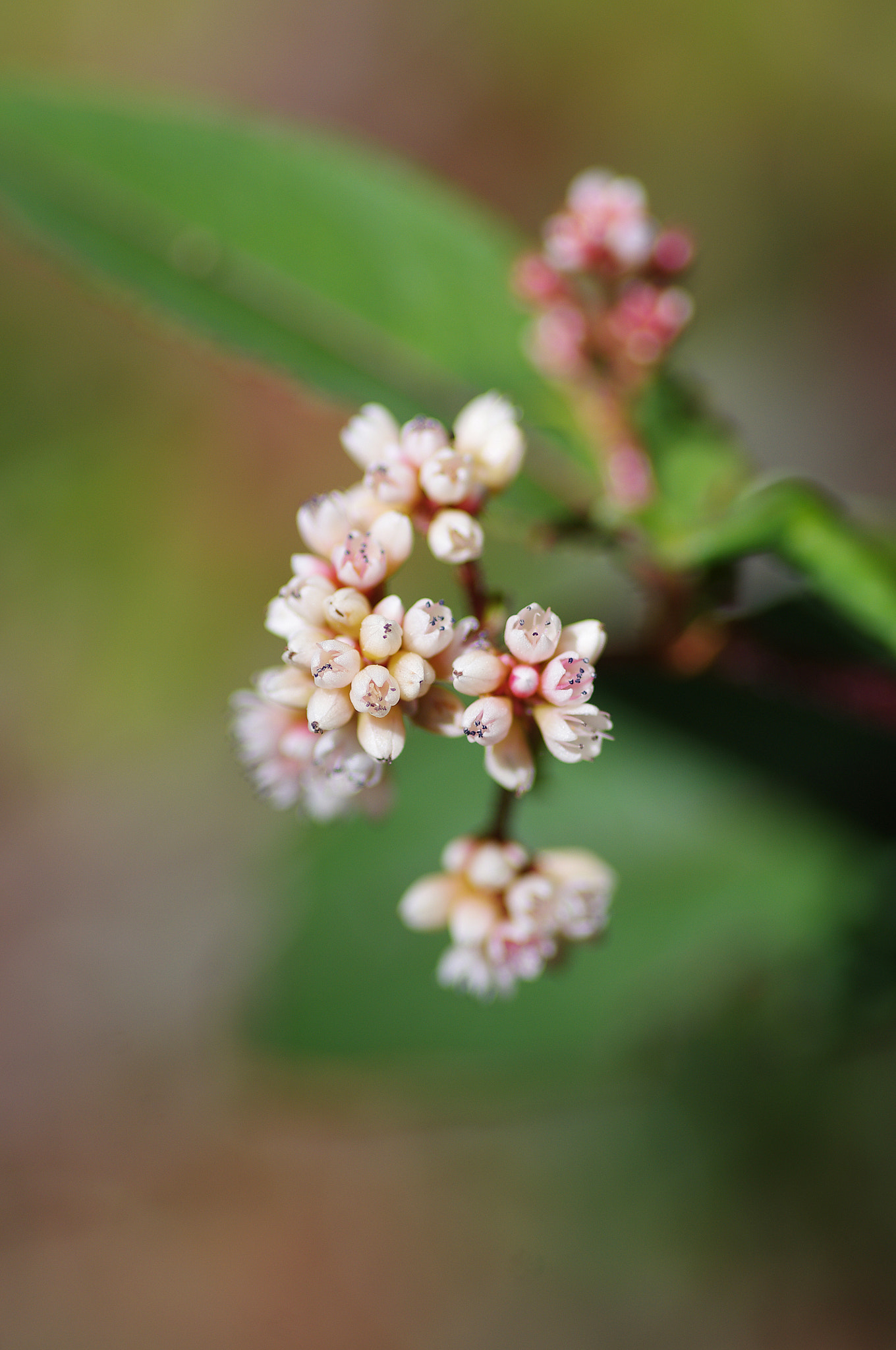 Pentax smc D-FA 100mm F2.8 Macro WR sample photo. 火炭母草 polygonum chinense photography