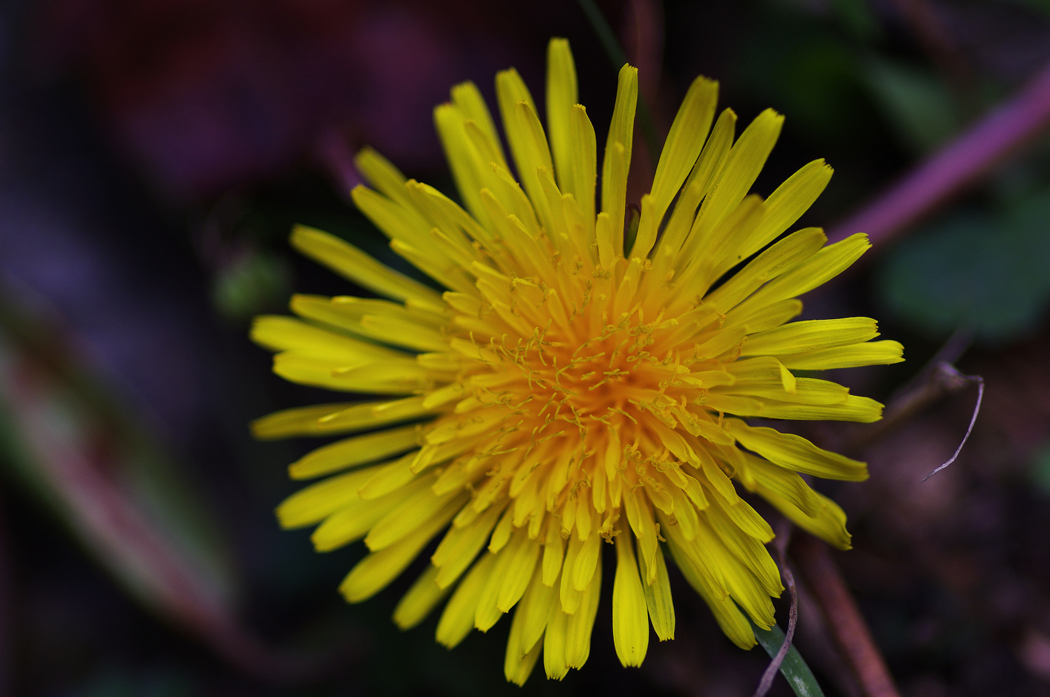 Pentax smc D-FA 100mm F2.8 Macro WR sample photo. 西洋蒲公英 taraxacum officinale photography