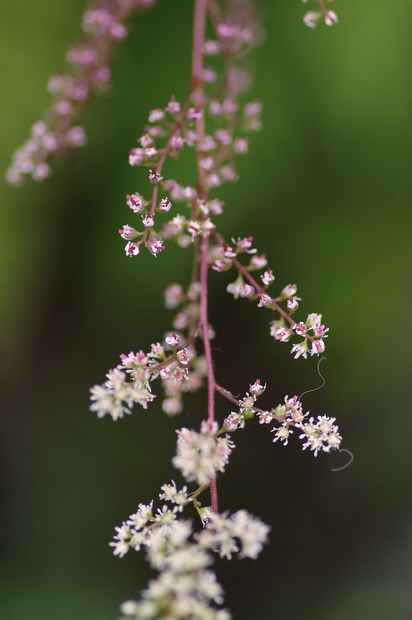 Pentax smc D-FA 100mm F2.8 Macro WR sample photo. 落新婦 astilbe longicarpa photography
