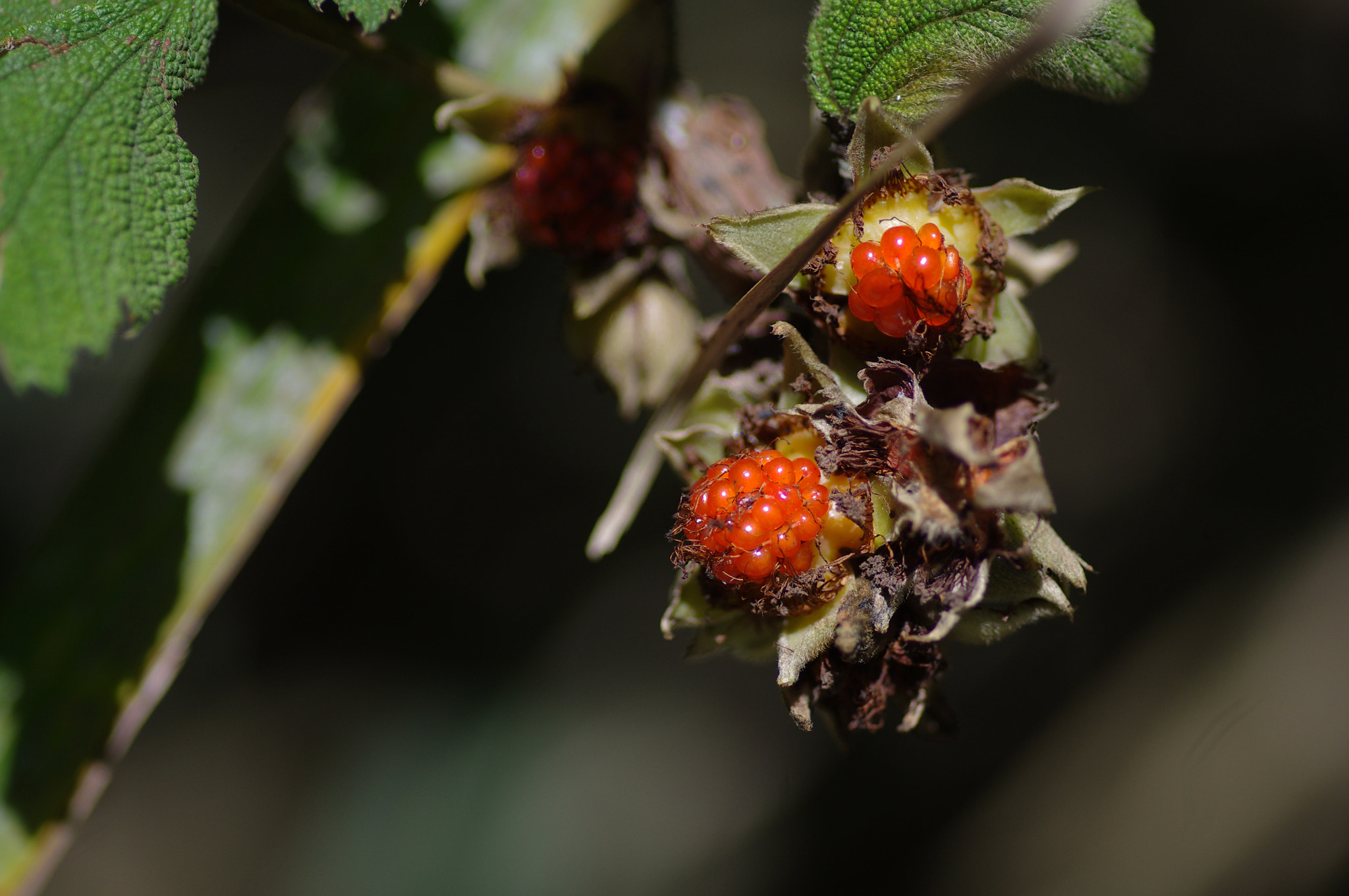 Pentax smc D-FA 100mm F2.8 Macro WR sample photo. 台灣懸鉤子 rubus formosensis photography