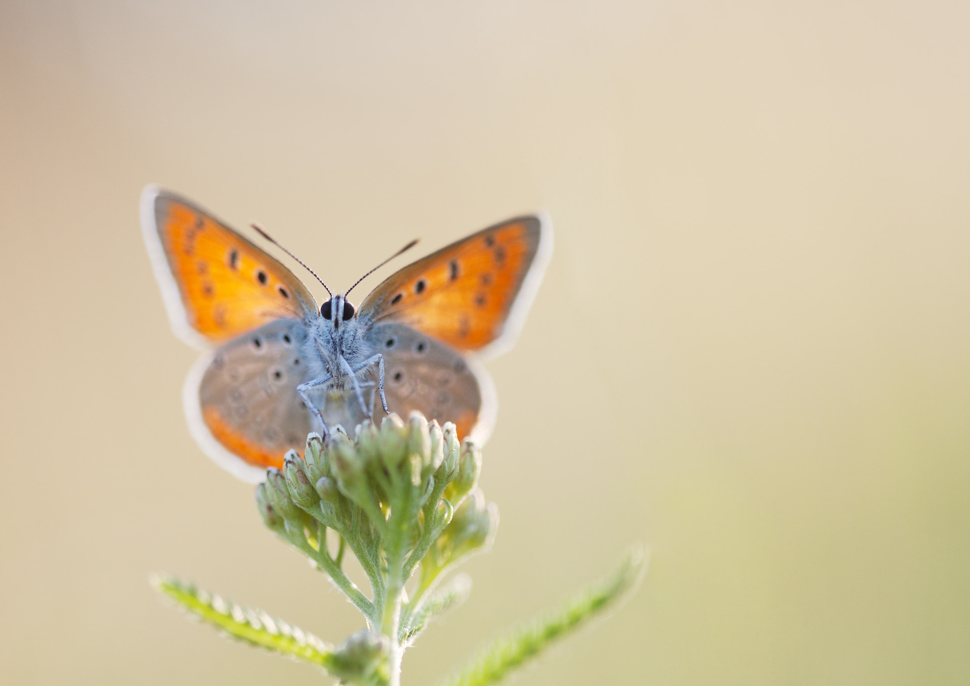 Sigma 150mm f/2.8 EX DG OS HSM APO Macro sample photo. Lycaena dispar photography