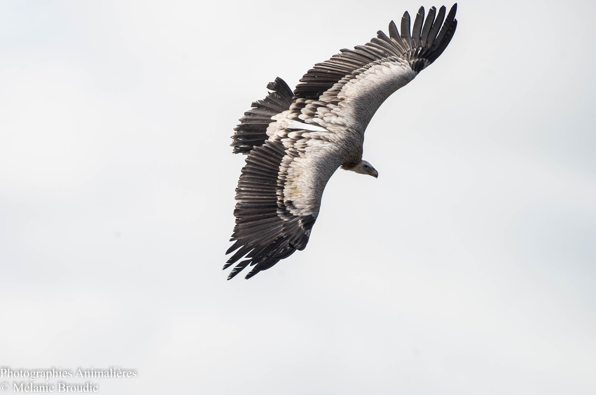 Pentax K-50 sample photo. Vautour de l’himalaya photography