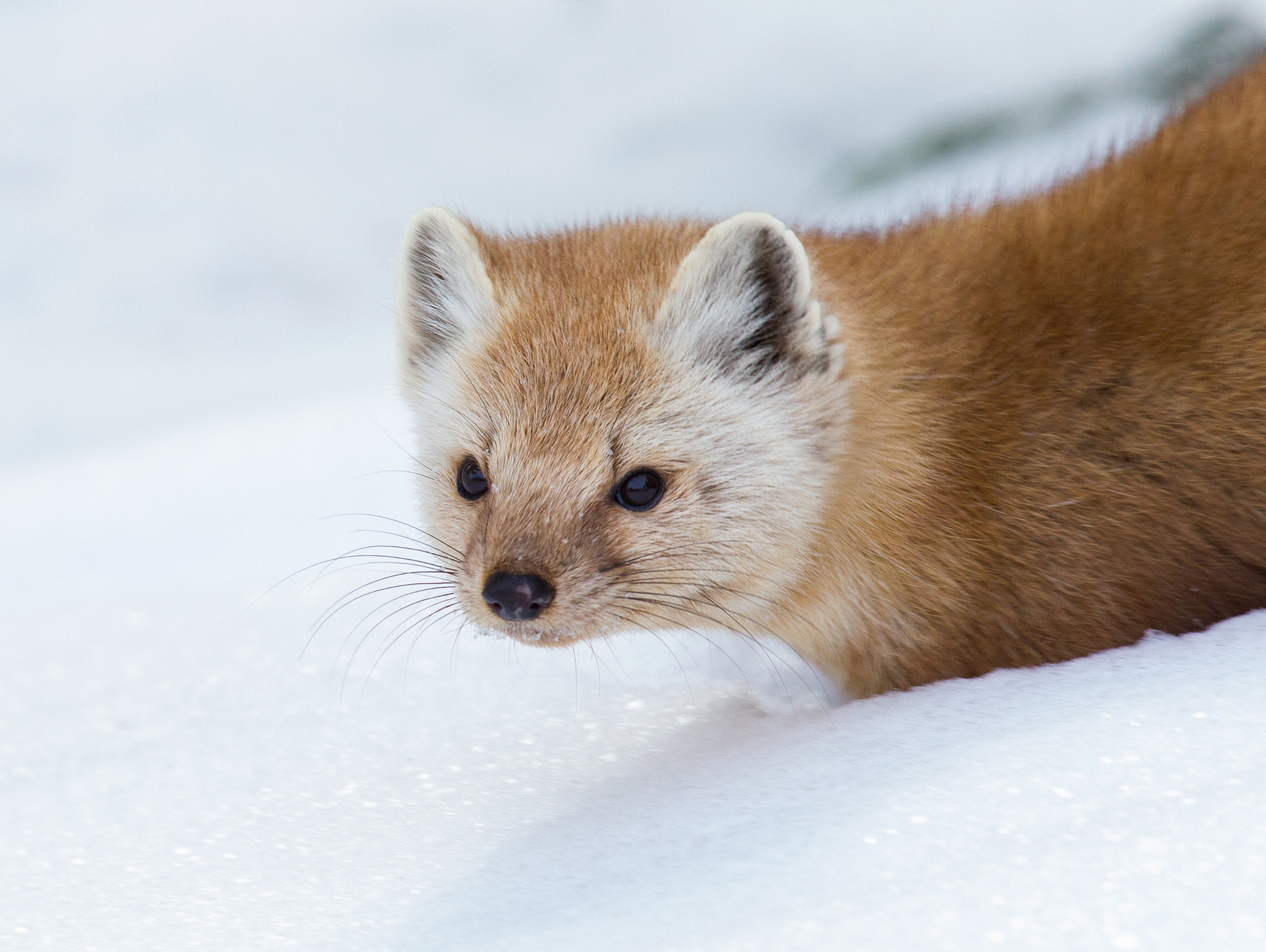 Canon EOS-1D Mark IV sample photo. Pine martin photography