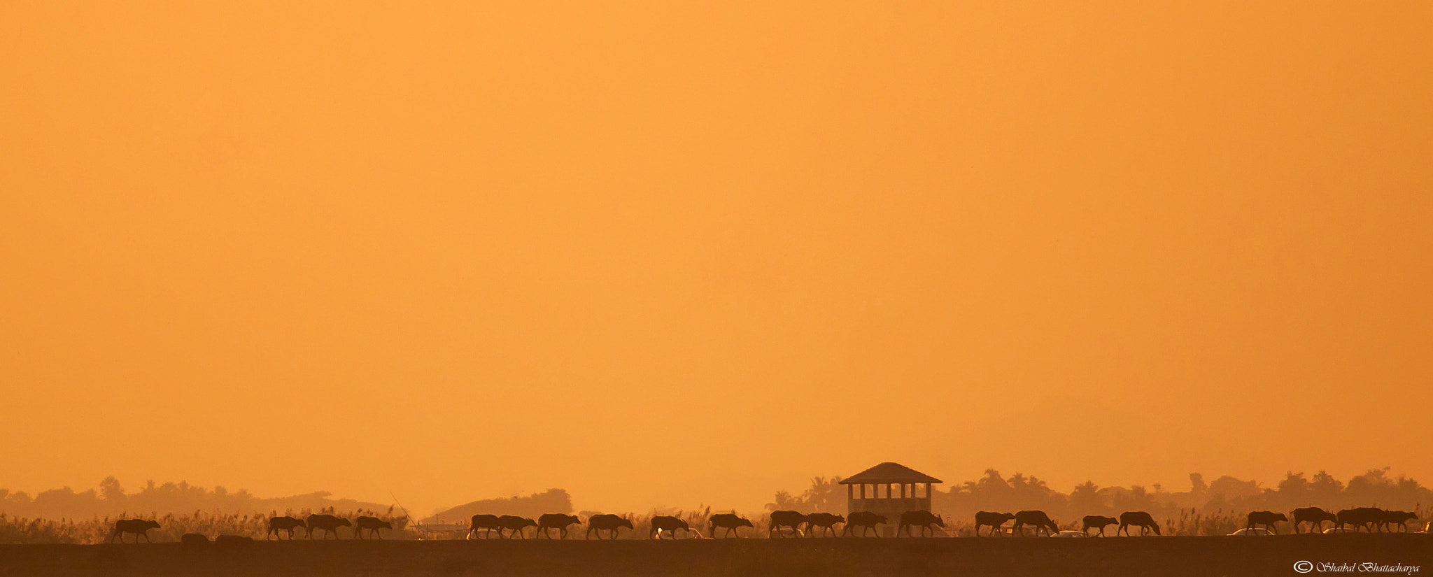 Canon EF 70-200mm F4L USM sample photo. Buffaloes photography
