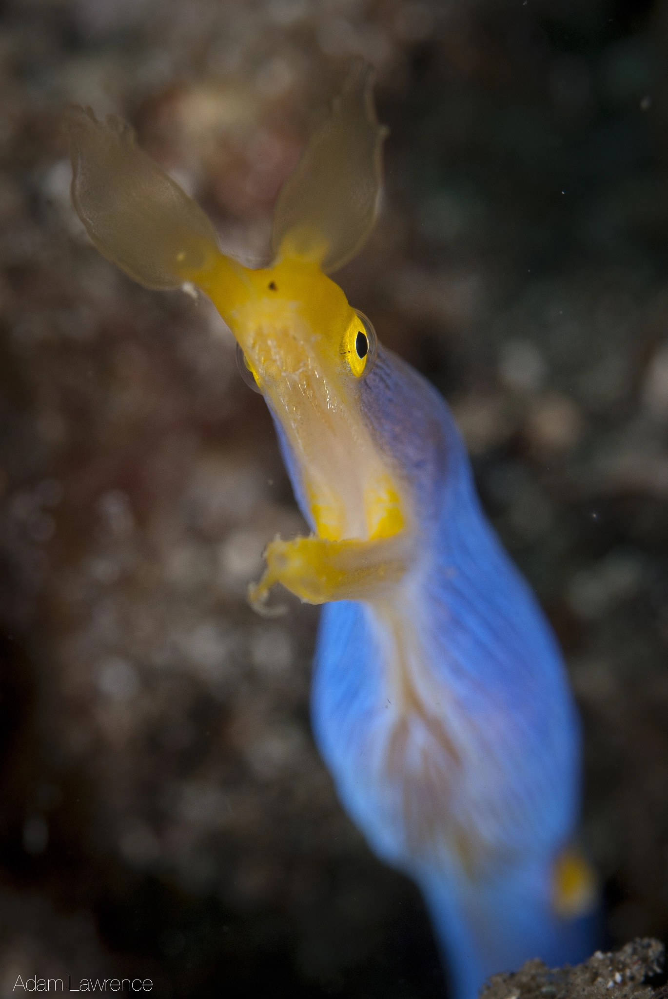 Nikon AF-S Micro-Nikkor 60mm F2.8G ED sample photo. Chillin' ribbon eel photography