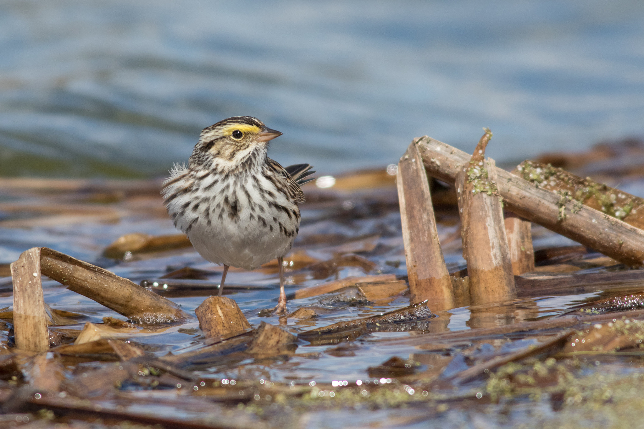 Canon EF 500mm f/4.5L + 1.4x sample photo. Savannah sparrow, aroland, ontario photography