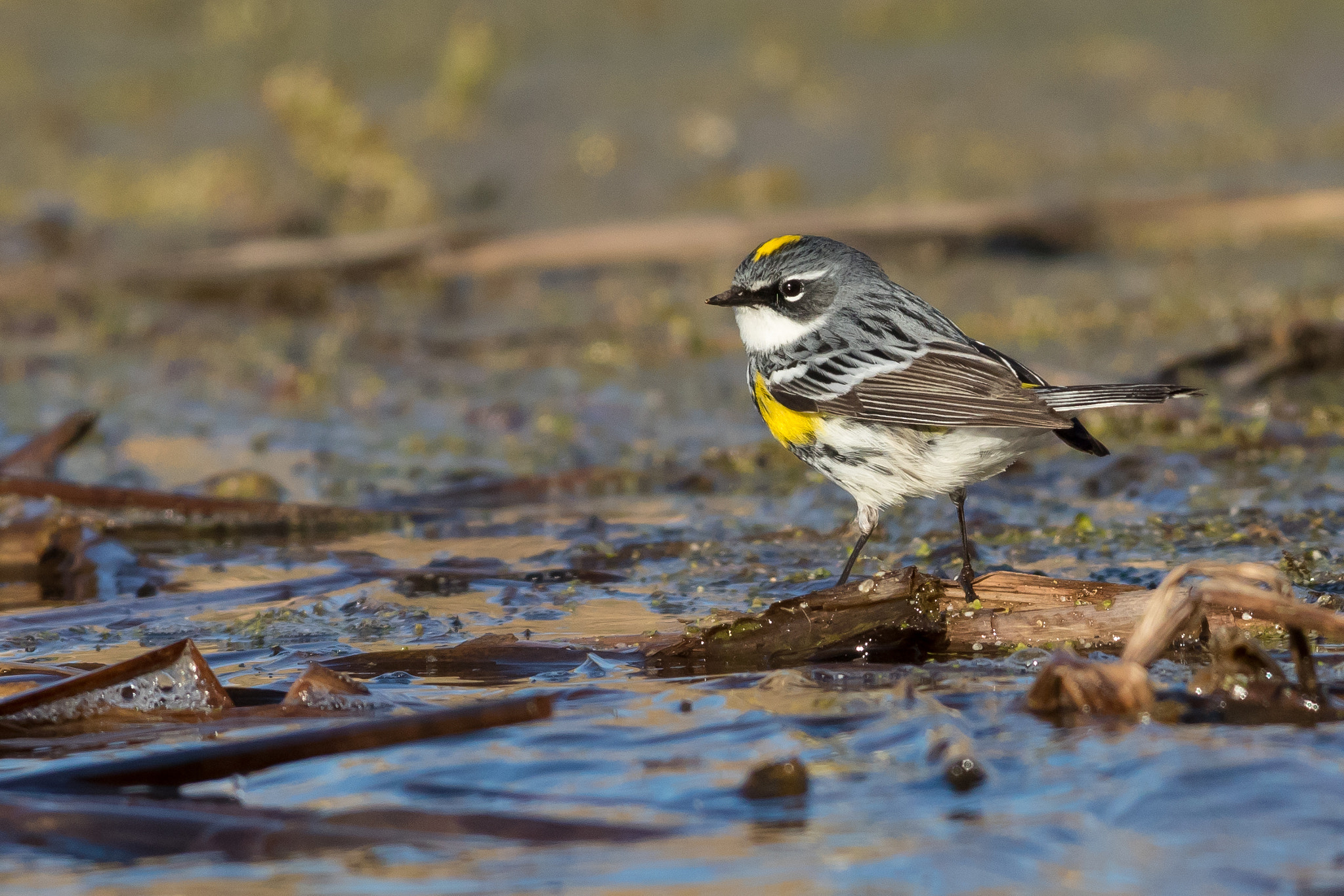 Canon EF 500mm f/4.5L sample photo. Yellow-rumped warbler, aroland, ontario photography