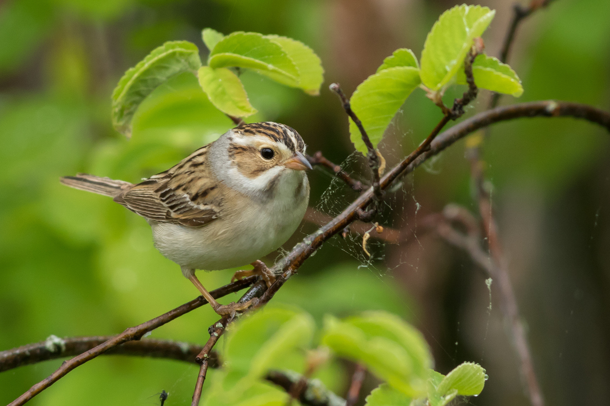 Canon EF 500mm f/4.5L sample photo. Clay-colored sparrow, sir winston churchill provincial park, alberta photography