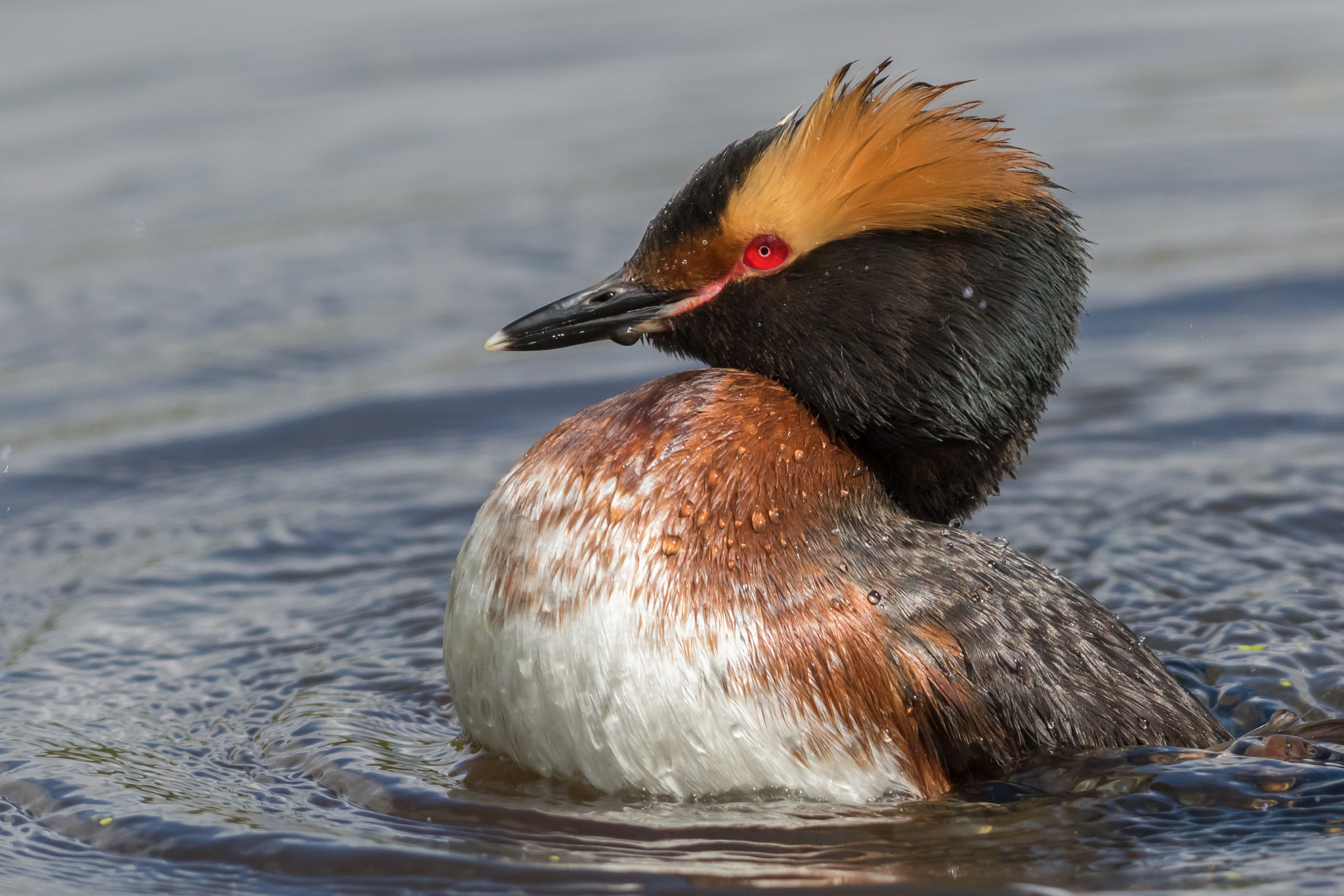 Canon EF 500mm f/4.5L sample photo. Horned grebe, lac la biche, alberta photography