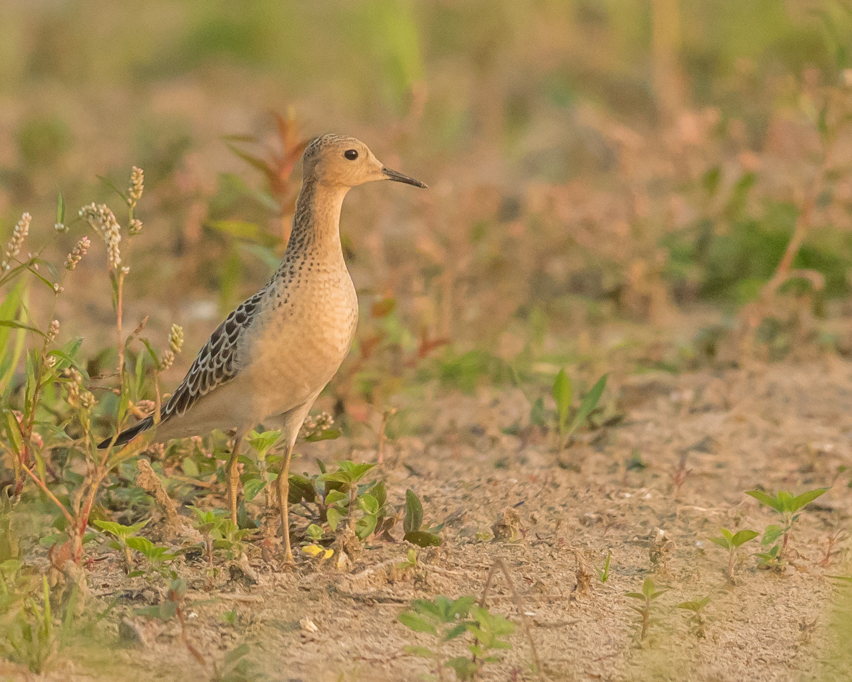 Canon EF 500mm f/4.5L sample photo. Buff-breasted sandpiper, presqu'ile provincial park, ontario photography