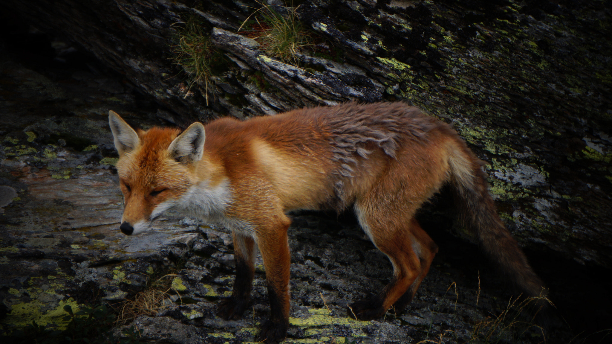 Sony E 55-210mm F4.5-6.3 OSS sample photo. Vulpes vulpes alpes feeling-art.com photography
