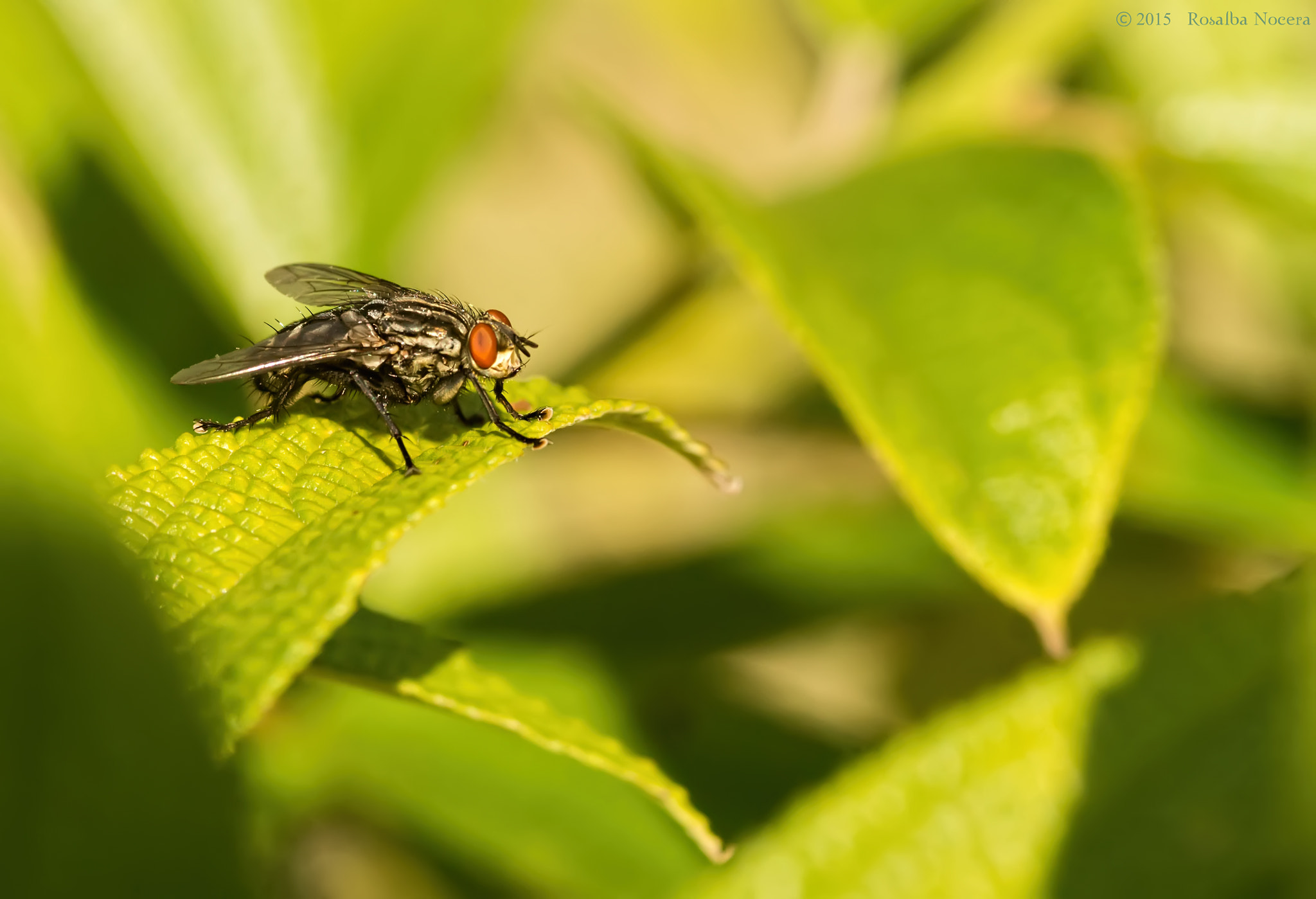 Sony SLT-A58 + Sigma AF 105mm F2.8 EX [DG] Macro sample photo. Fly photography