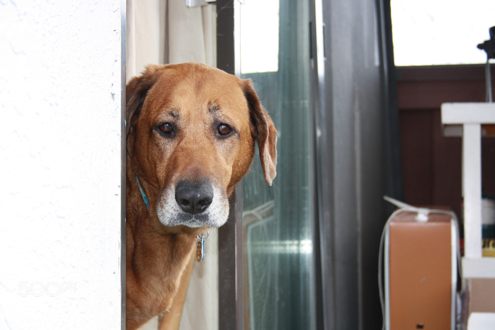 Canon EF-S 18-55mm F3.5-5.6 sample photo. Donna the ridgeback photography