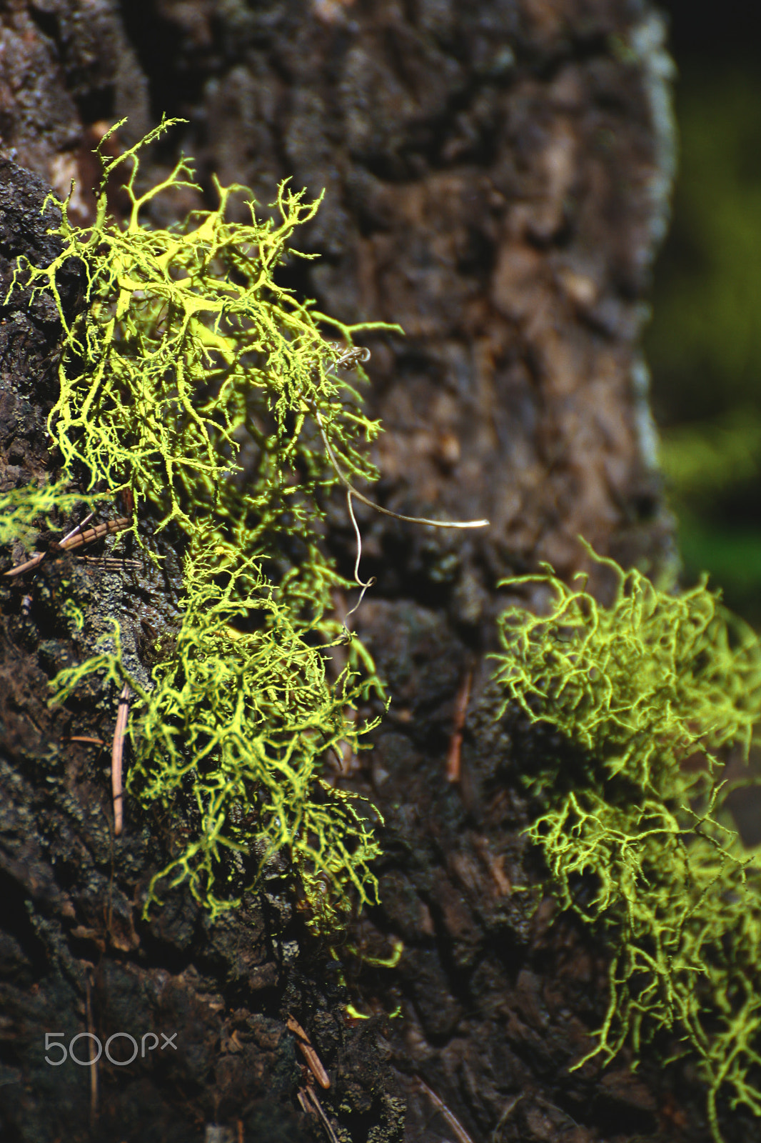 Canon EOS 1000D (EOS Digital Rebel XS / EOS Kiss F) sample photo. Deadmans moss photography
