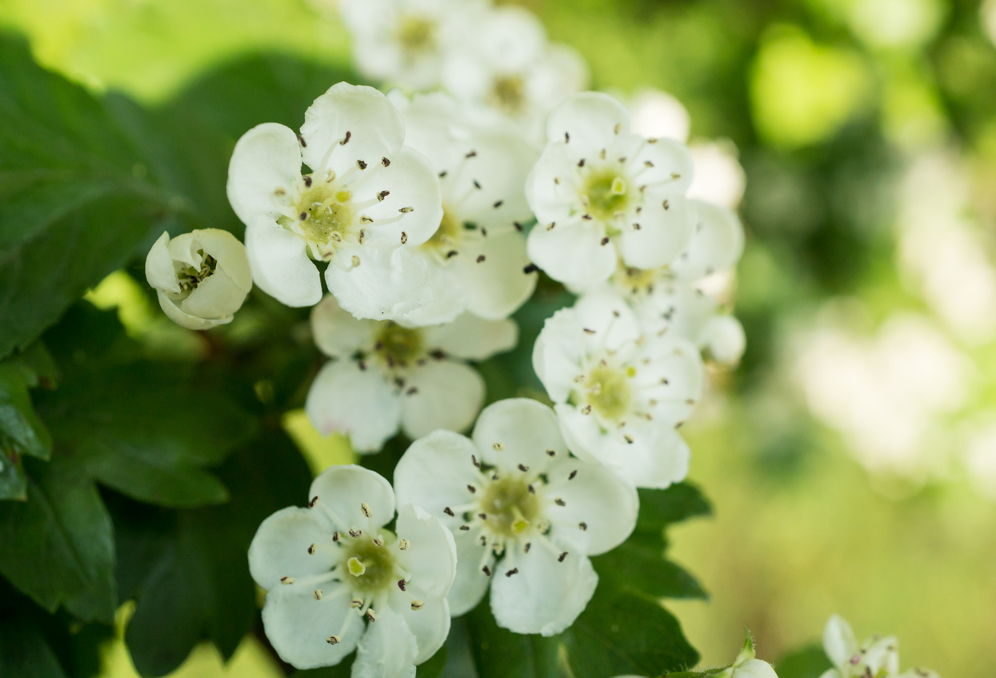 Sony Alpha NEX-6 + Sony E 30mm F3.5 Macro sample photo. White flowering tree photography