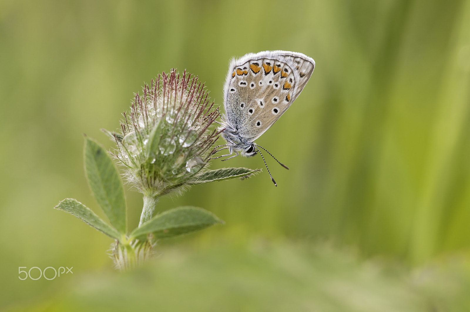 Sigma 150mm F2.8 EX DG Macro HSM sample photo. Common blue photography