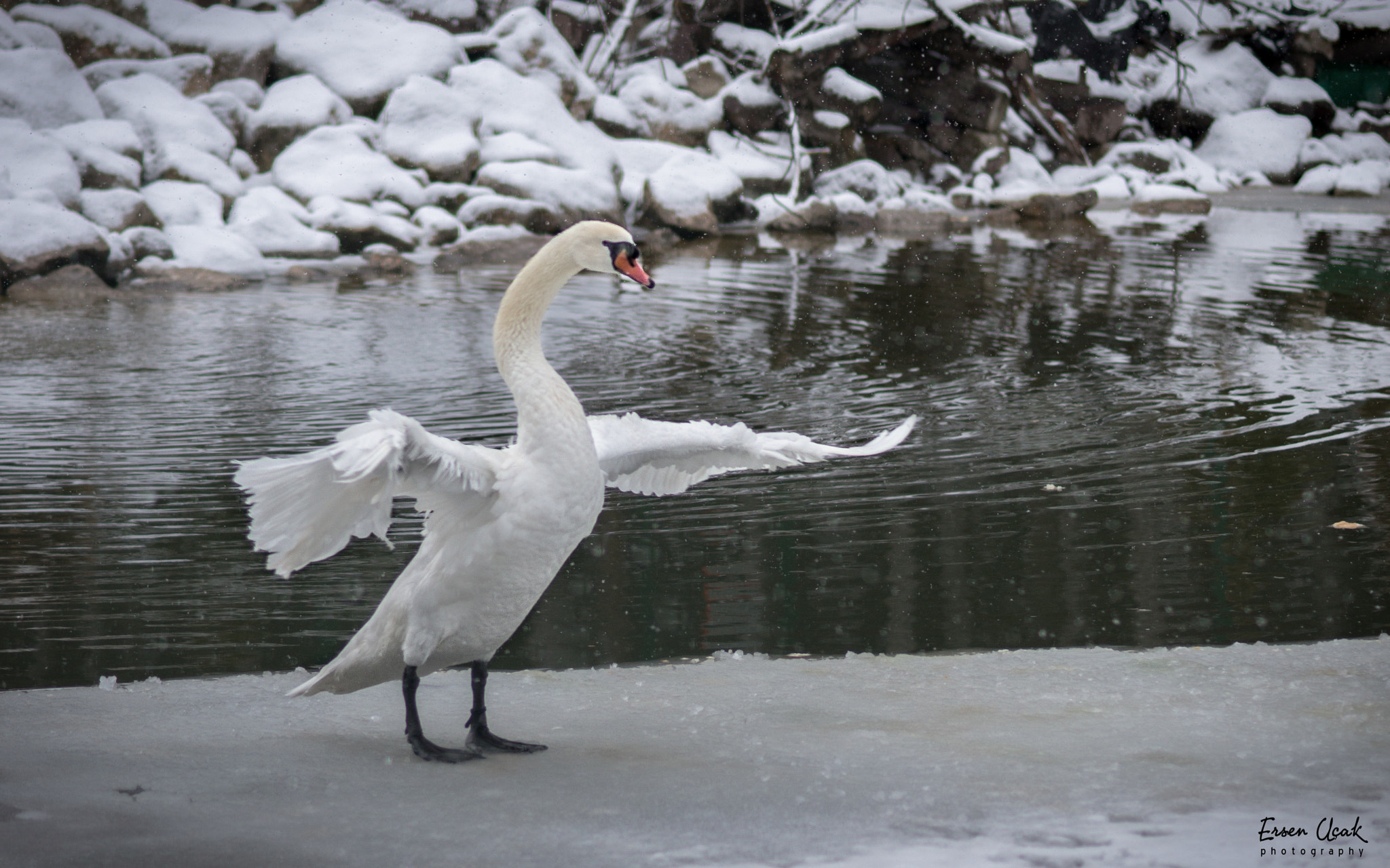 Sony a99 II + Sony 100mm F2.8 Macro sample photo. Swan lake photography